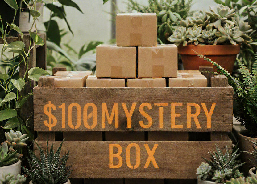 $100 B's Mystery Box