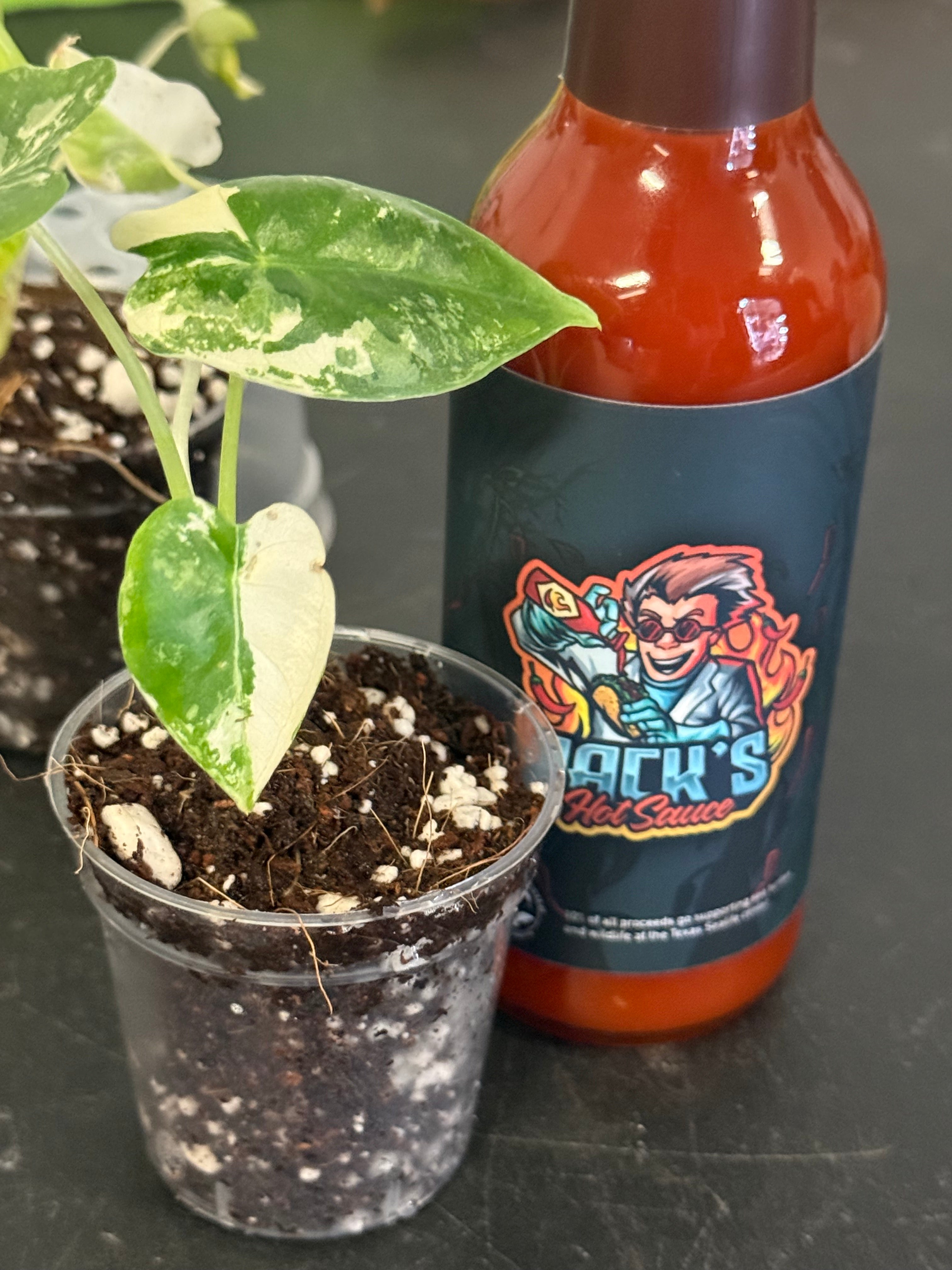 Alocasia Frydek Variegated  + Jack’s Hot Sauce Gift Set Texas SeaLife Center