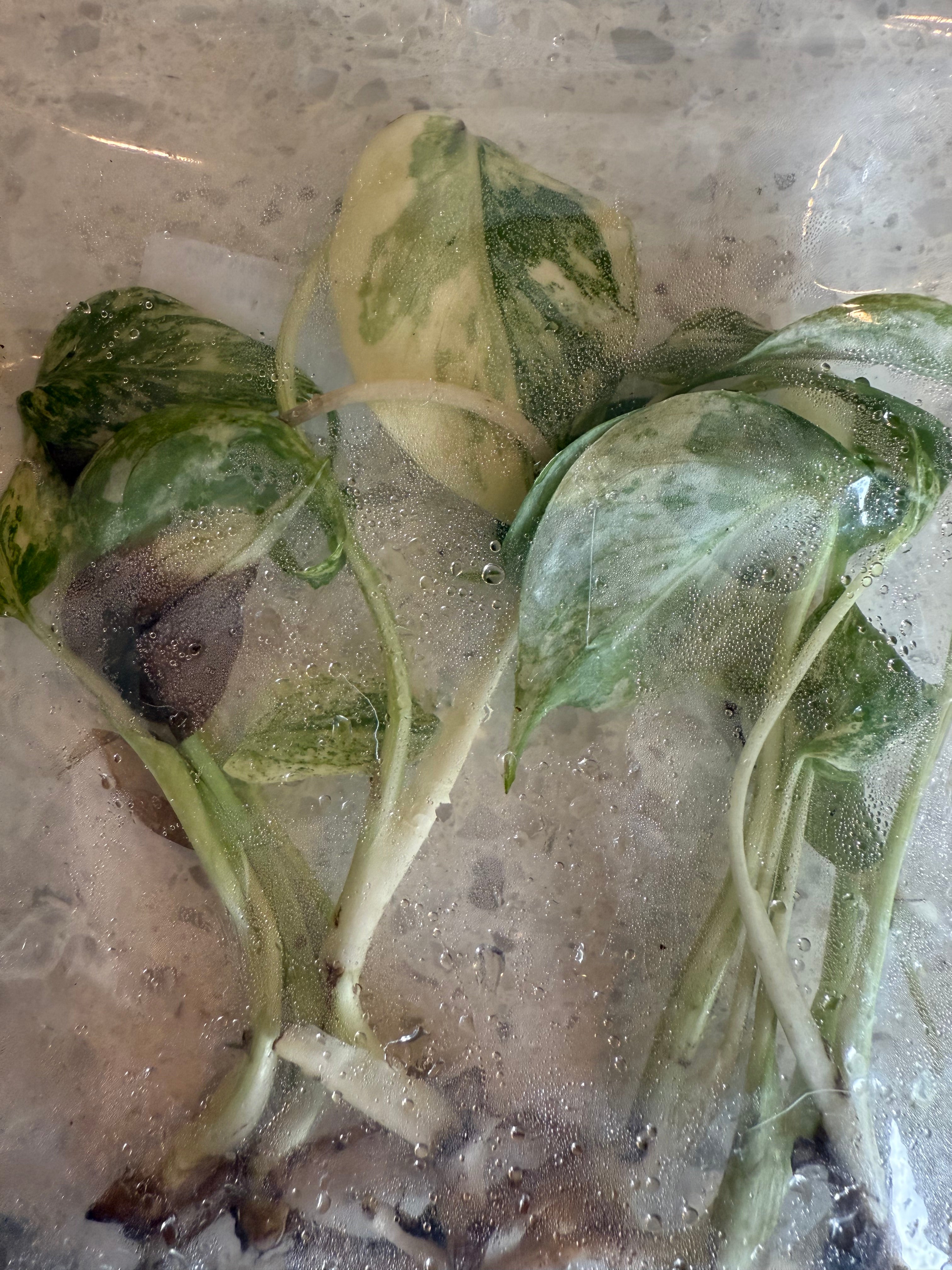 Jack's Magic Bean Box Monthly Rare Tissue Culture Subscription Box Kit