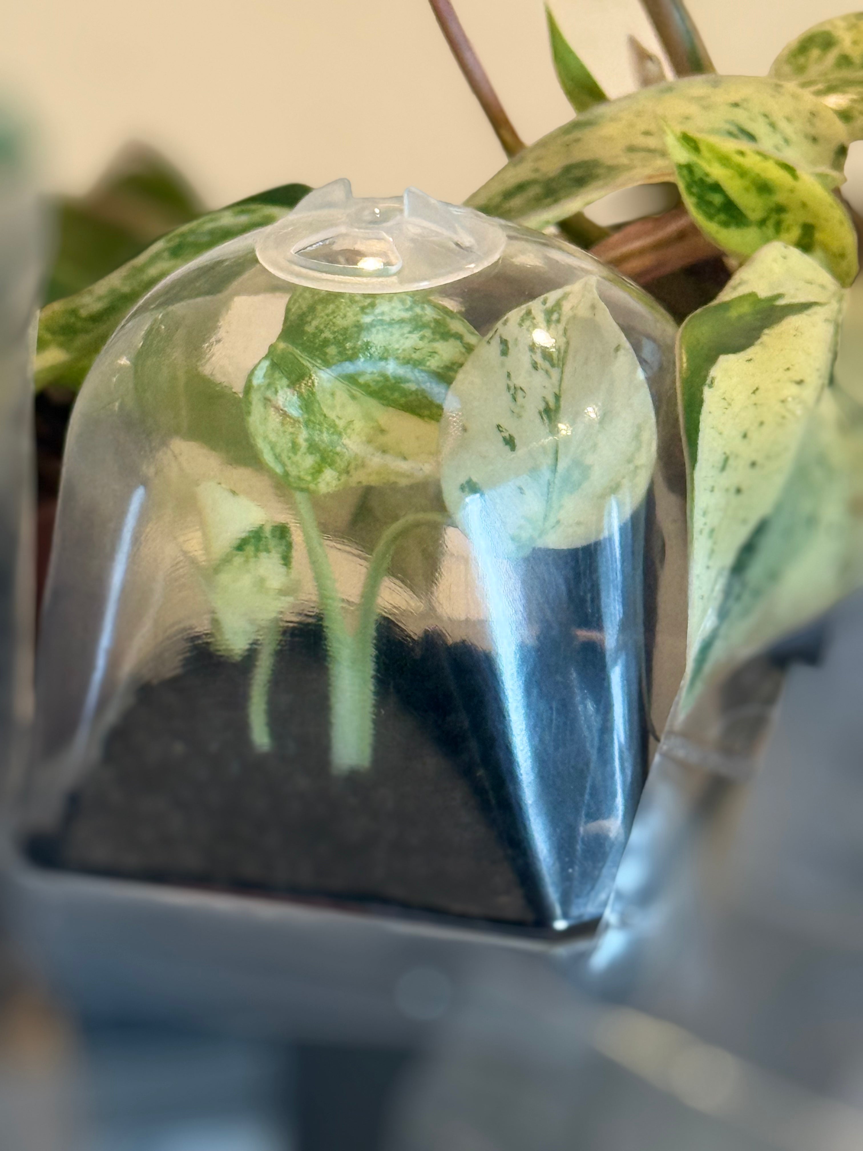 Jack's Magic Bean Box Monthly Rare Tissue Culture Subscription Box Kit