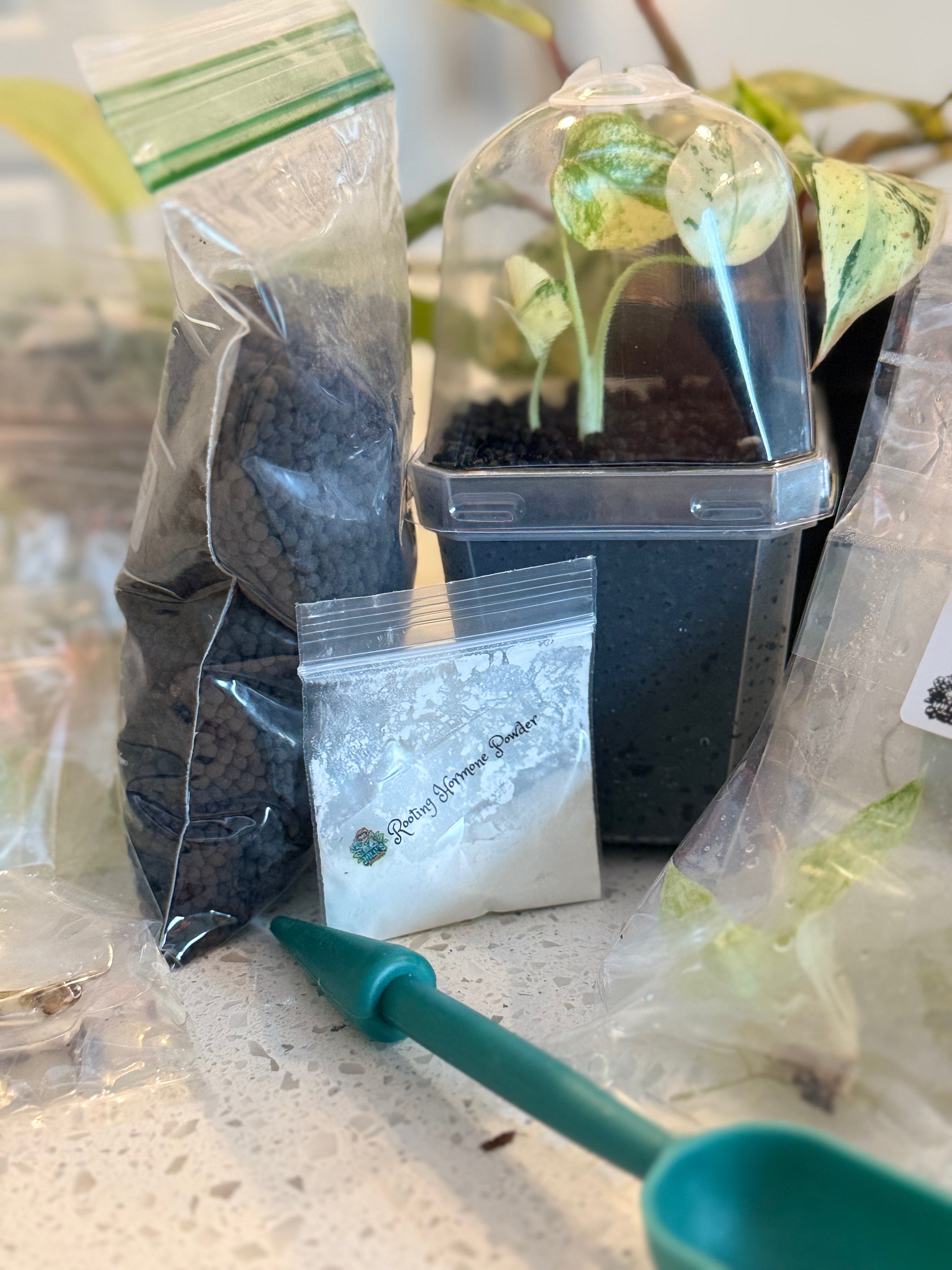 Jack's Magic Bean Box Monthly Rare Tissue Culture Subscription Box Kit