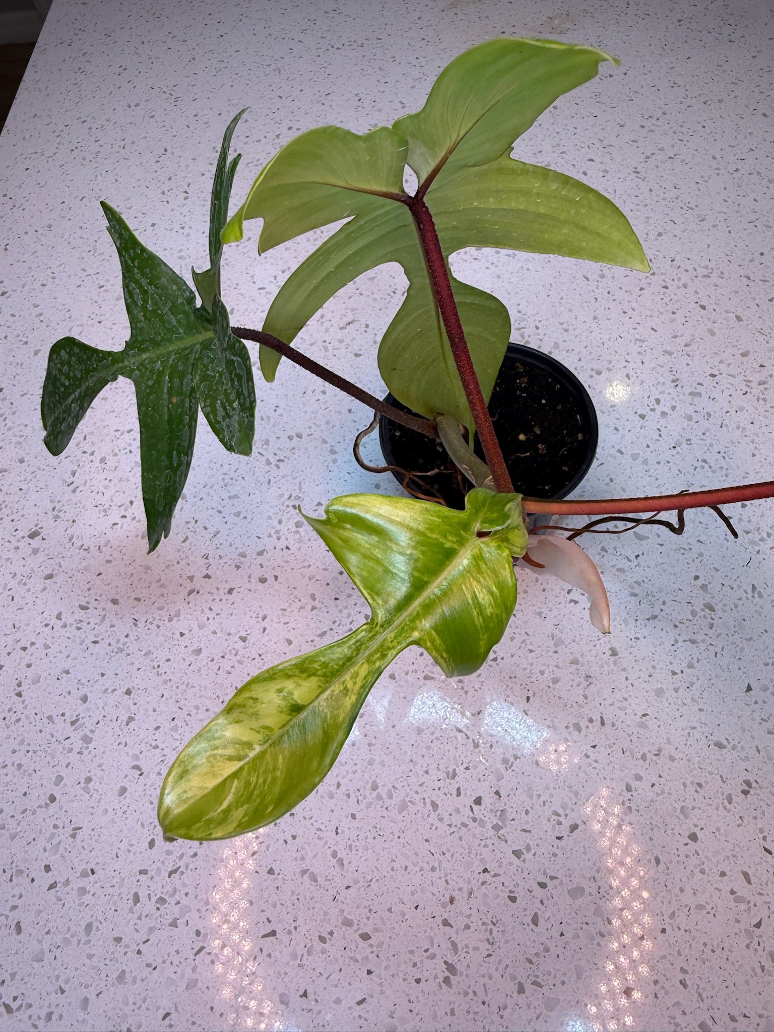 4" Philodendron Florida Beauty Exact Plant