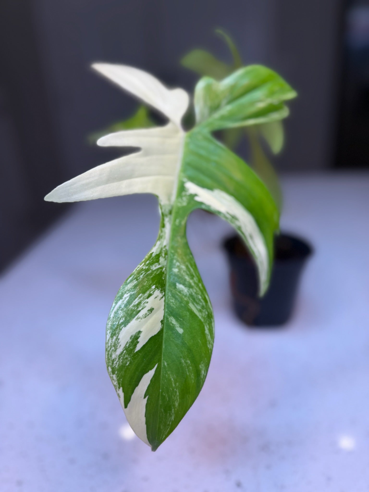 4" Philodendron Florida Beauty Exact Plant