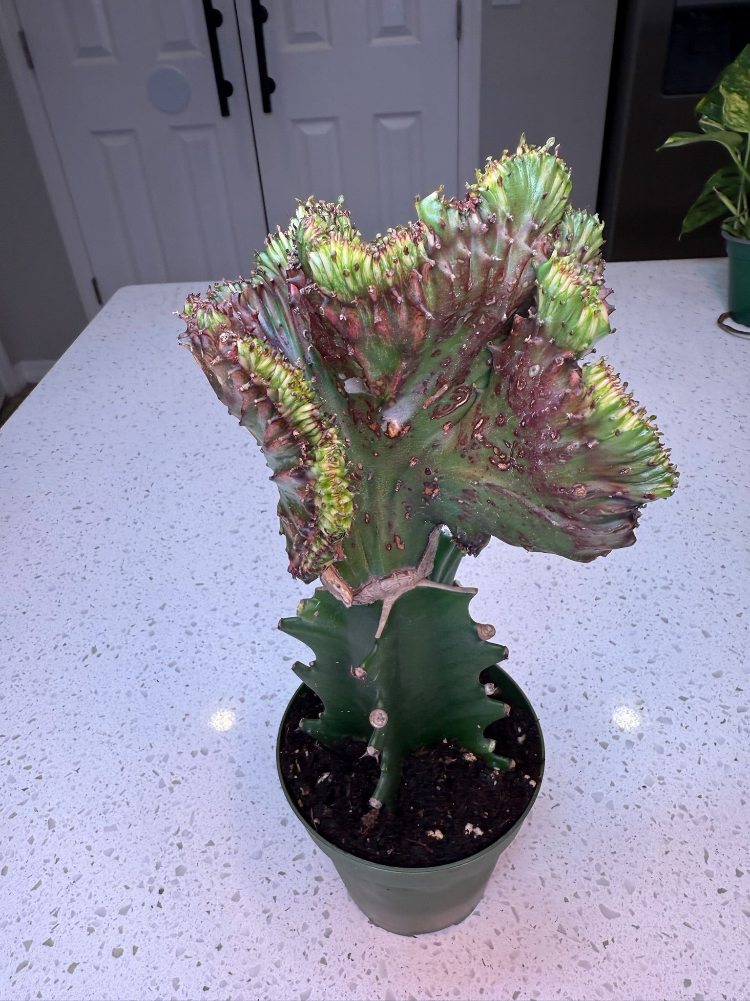 4" Euphorbia Grafted Cactus Mermaid Tail (Purple)