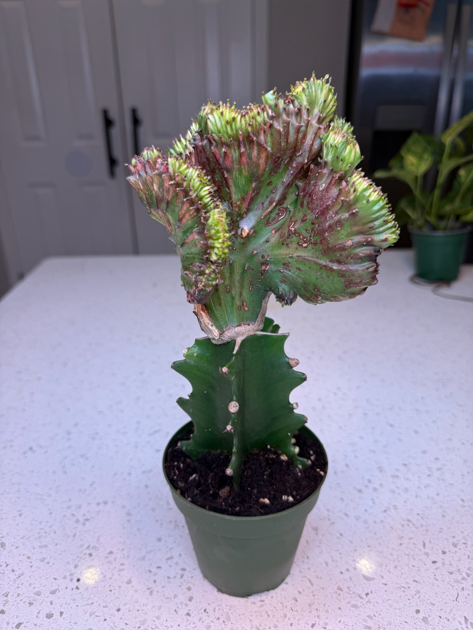 4" Euphorbia Grafted Cactus Mermaid Tail (Purple)