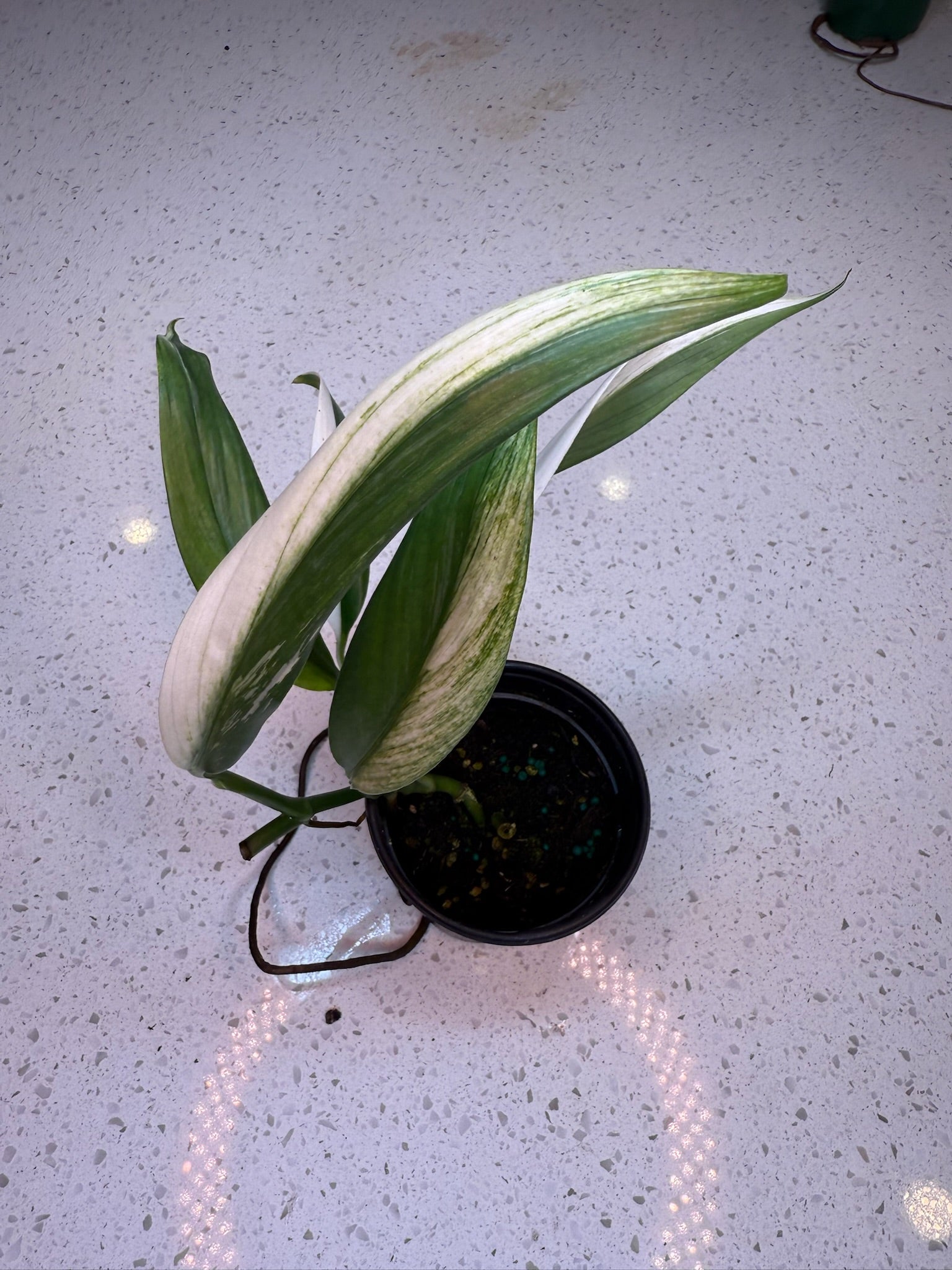 4" Epipremnum Amplissimum Albo - Jacksbs