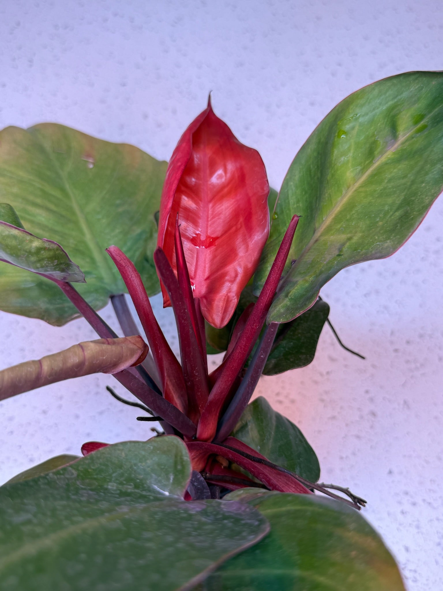 4" Philodendron Cherry Red Growers Choice