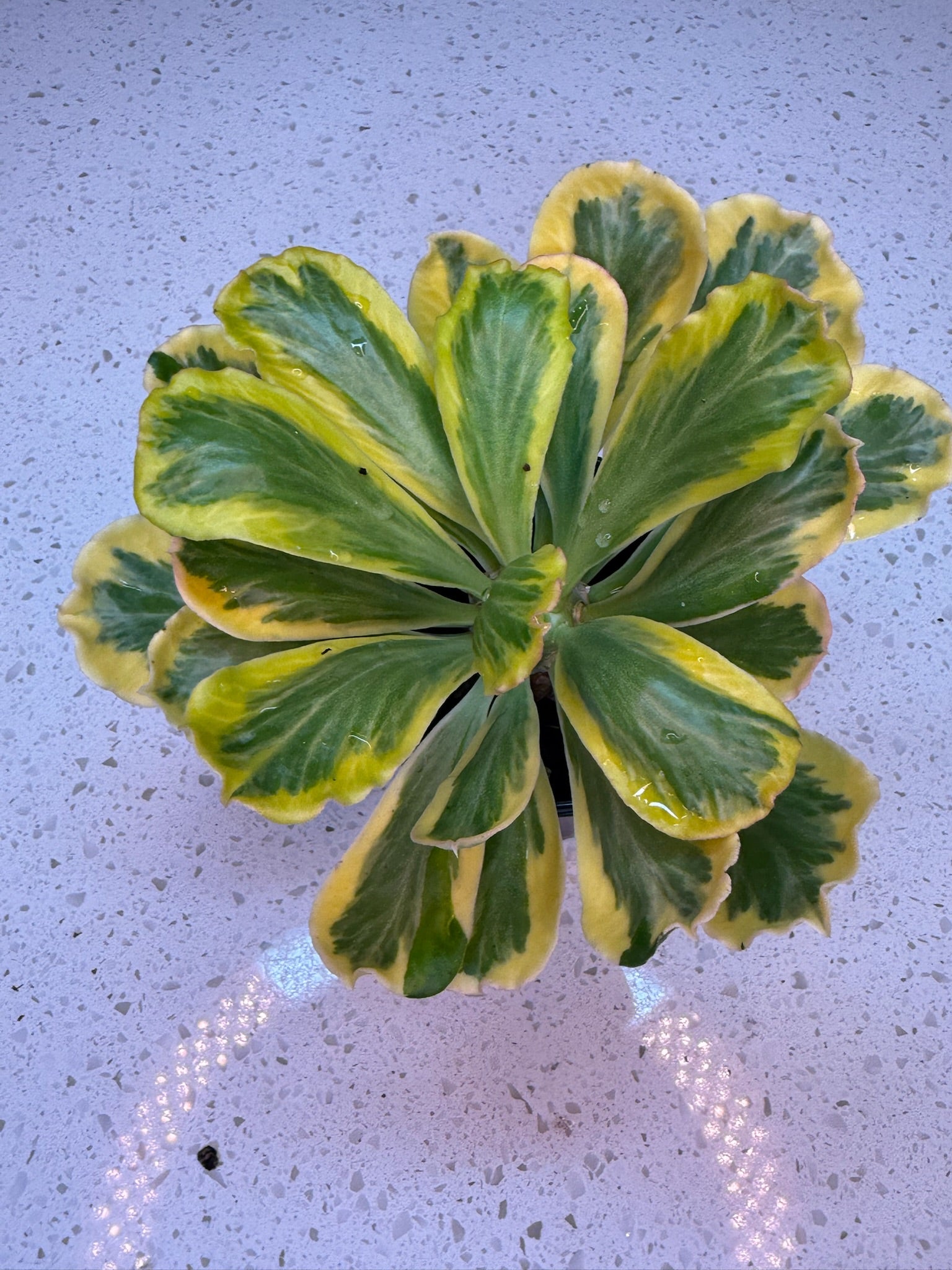 4" Euphorbia Poissonii Variegated  Exact Plant