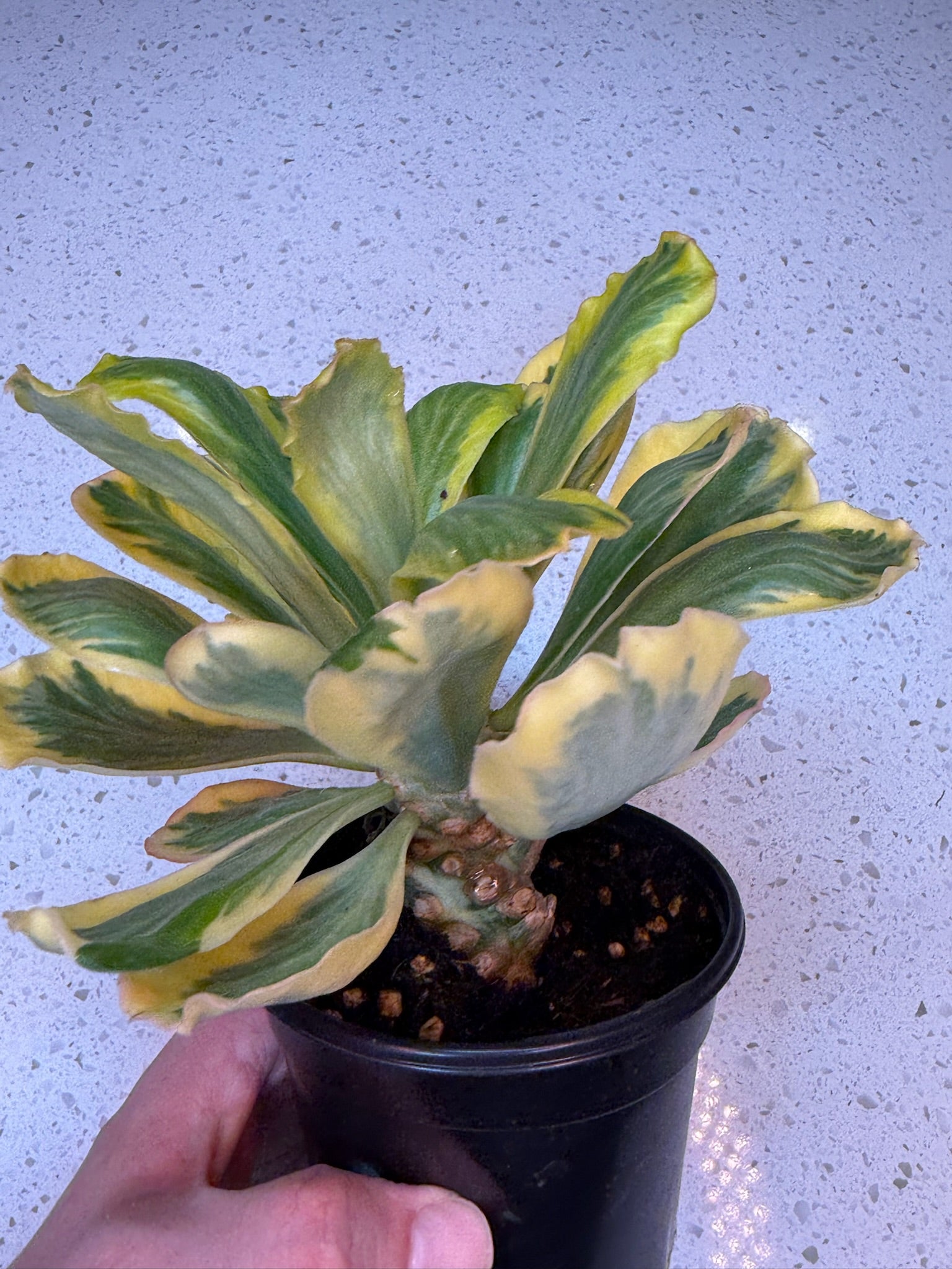 4" Euphorbia Poissonii Variegated  Exact Plant