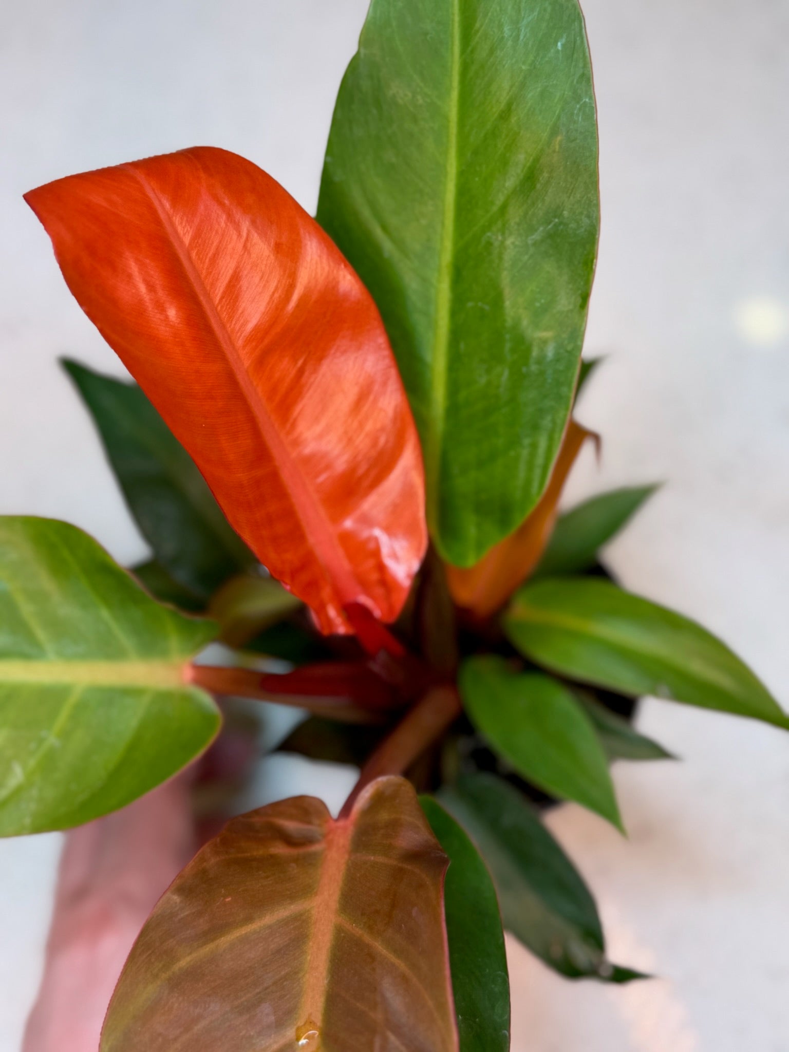 4" Philodendron Cherry Red Growers Choice