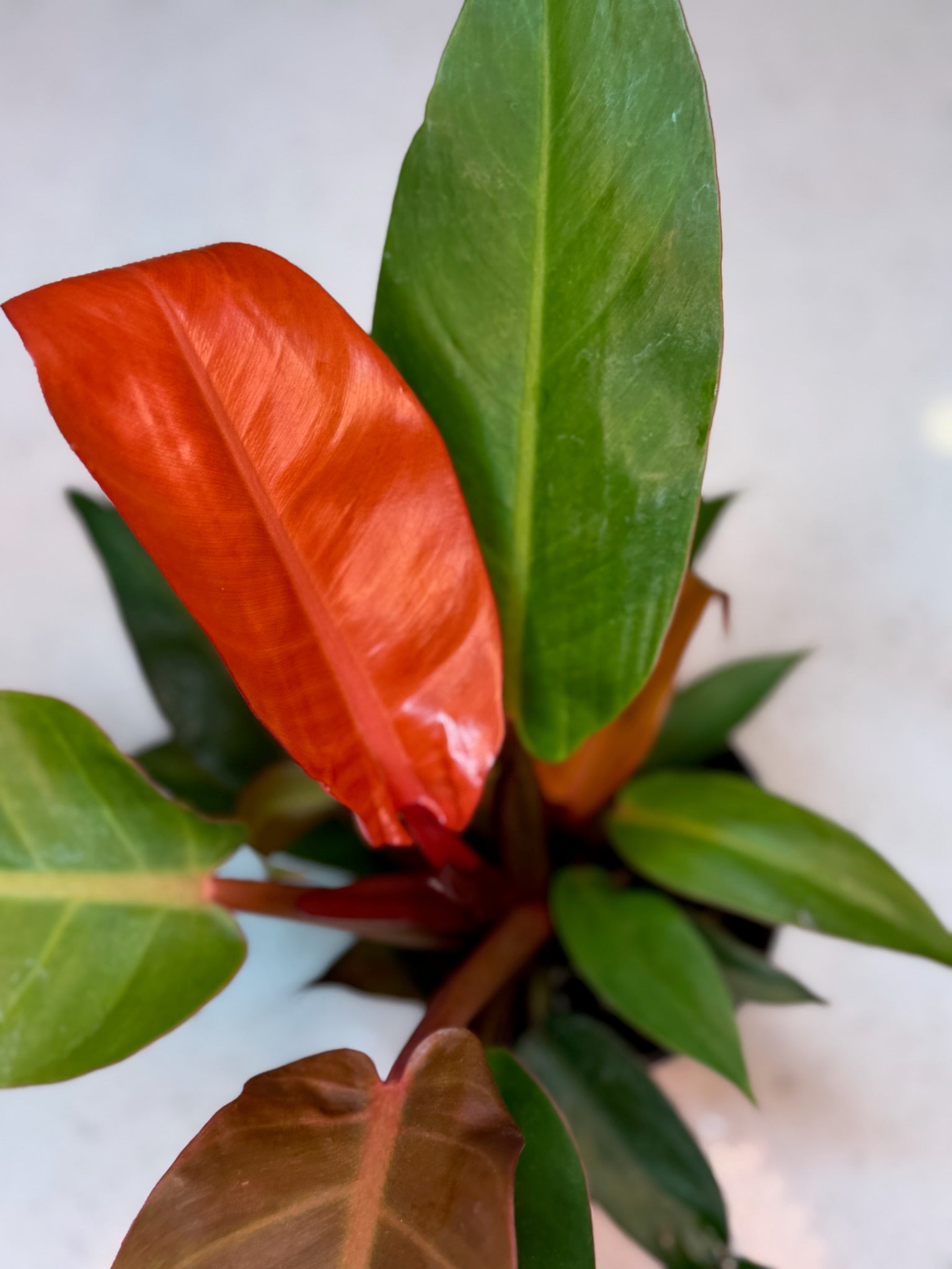 4" Philodendron Cherry Red Growers Choice