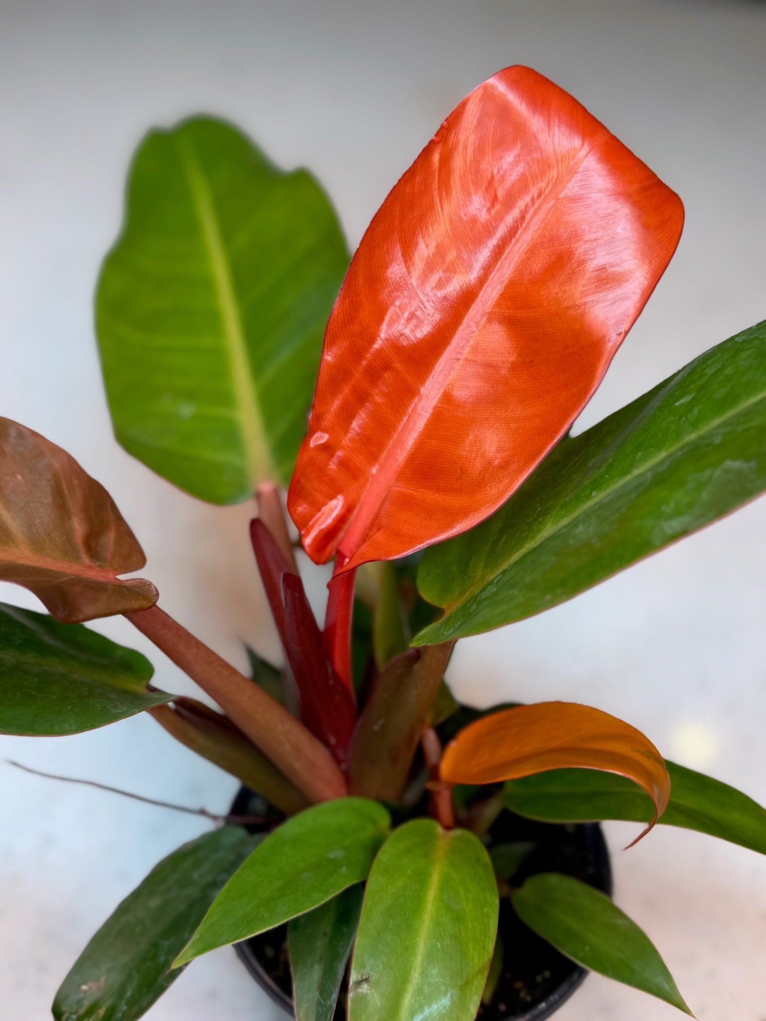 4" Philodendron Cherry Red Growers Choice