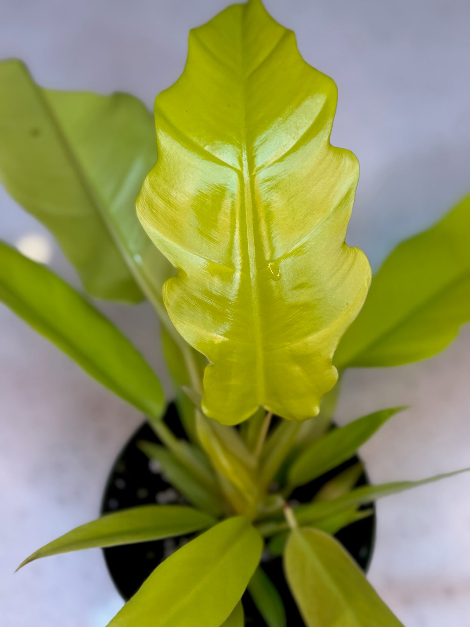 4" Philodendron Golden Crocodile Growers Choice - Jacksbs