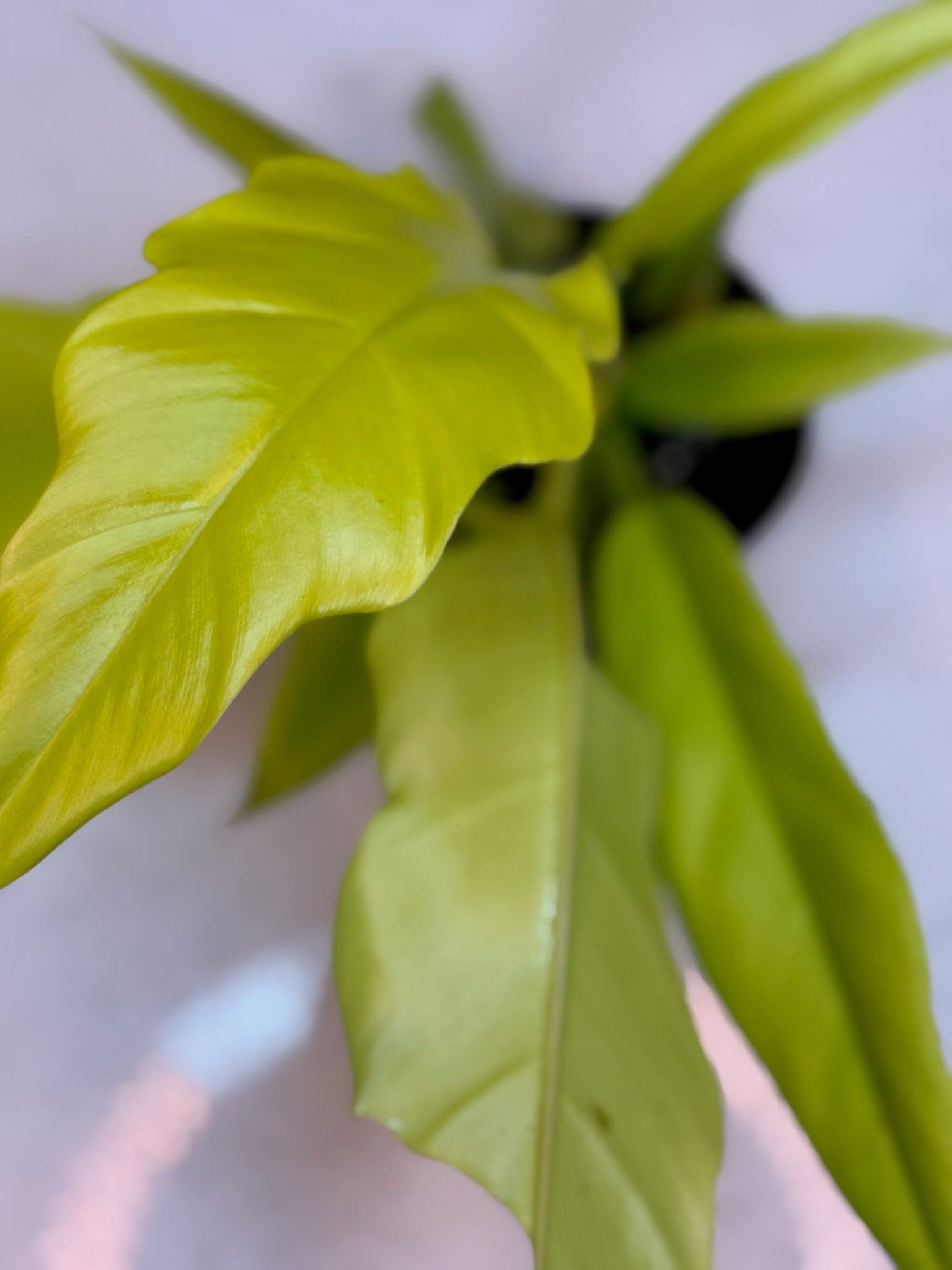 4" Philodendron Golden Crocodile Growers Choice