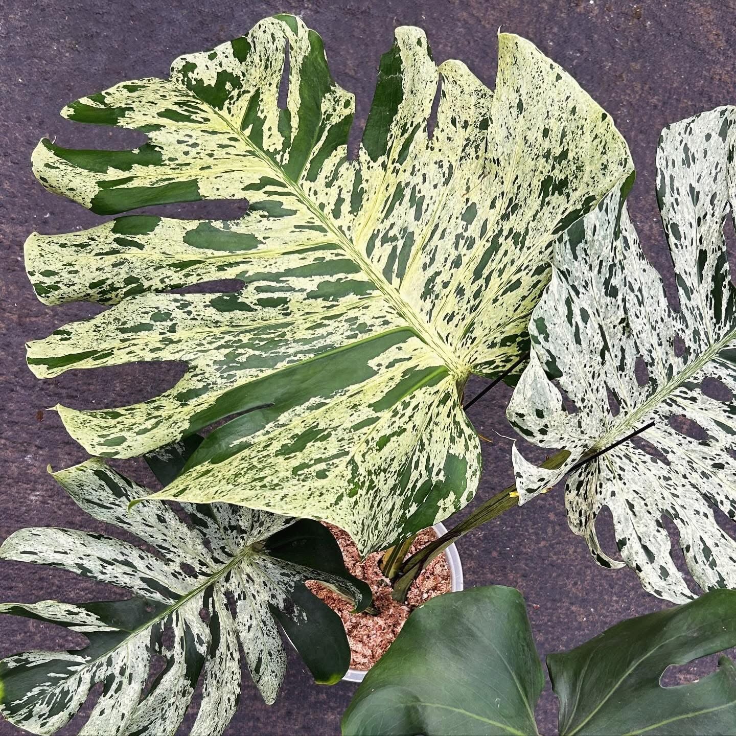 Monstera Bulbasaur TC SUPER RARE 12/10 ship date | Jacksbs