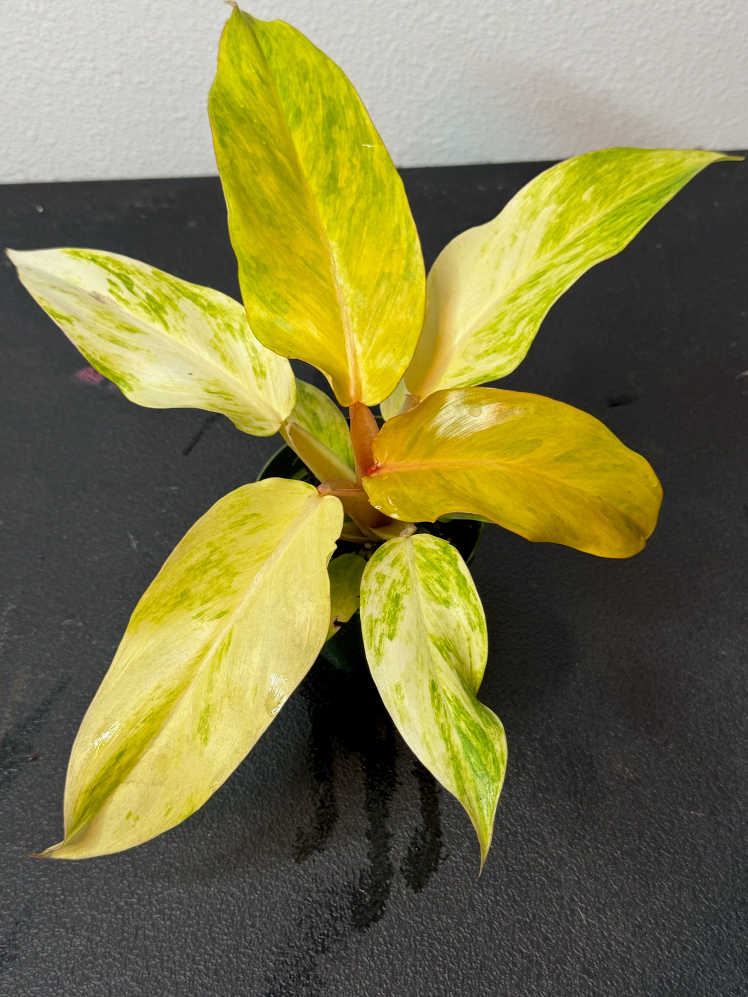 Philodendron Orange Marmalade 4"