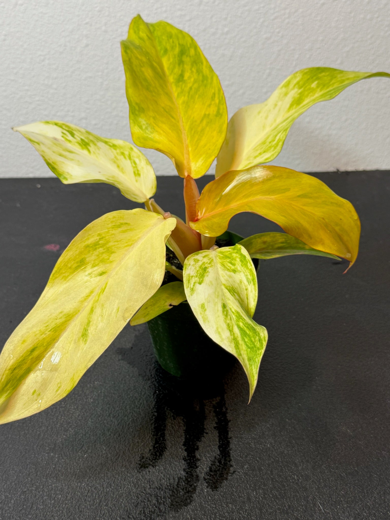 Philodendron Orange Marmalade 4"