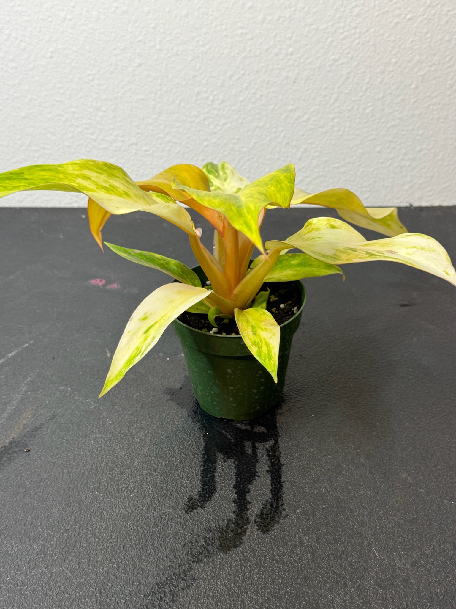 Philodendron Orange Marmalade 4"