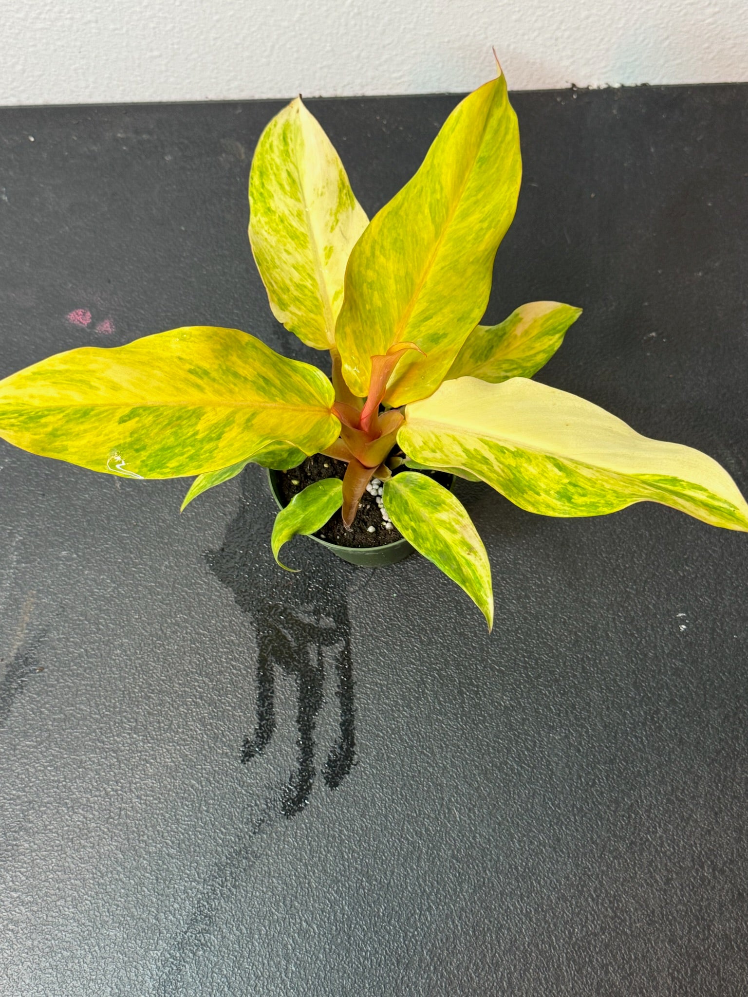 Philodendron Orange Marmalade 4"