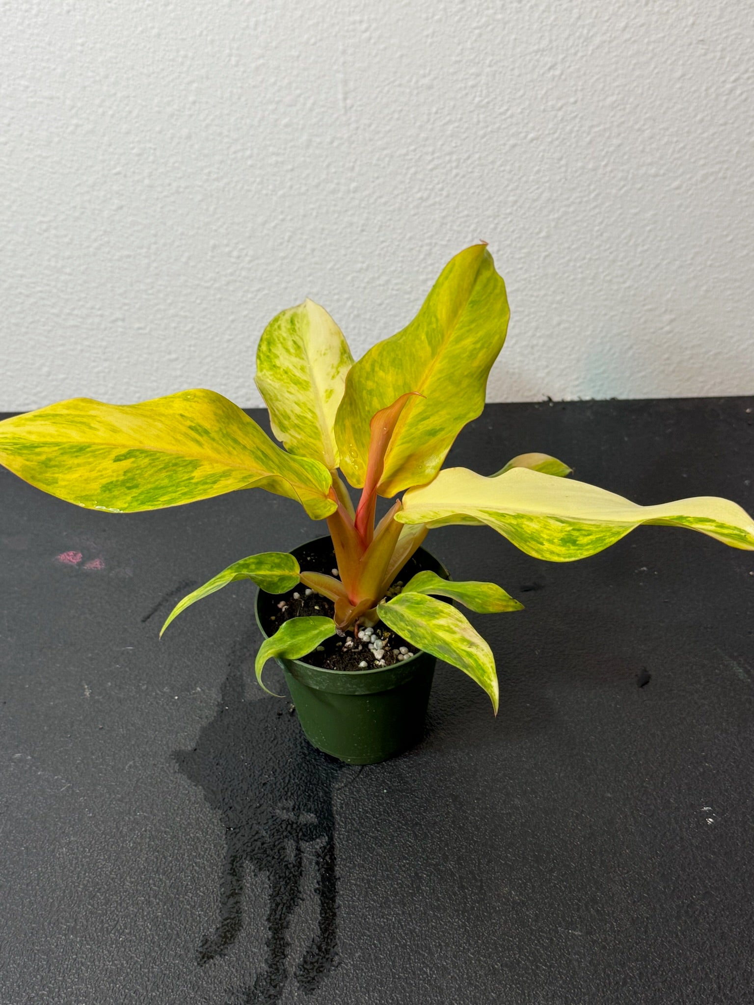 Philodendron Orange Marmalade 4"
