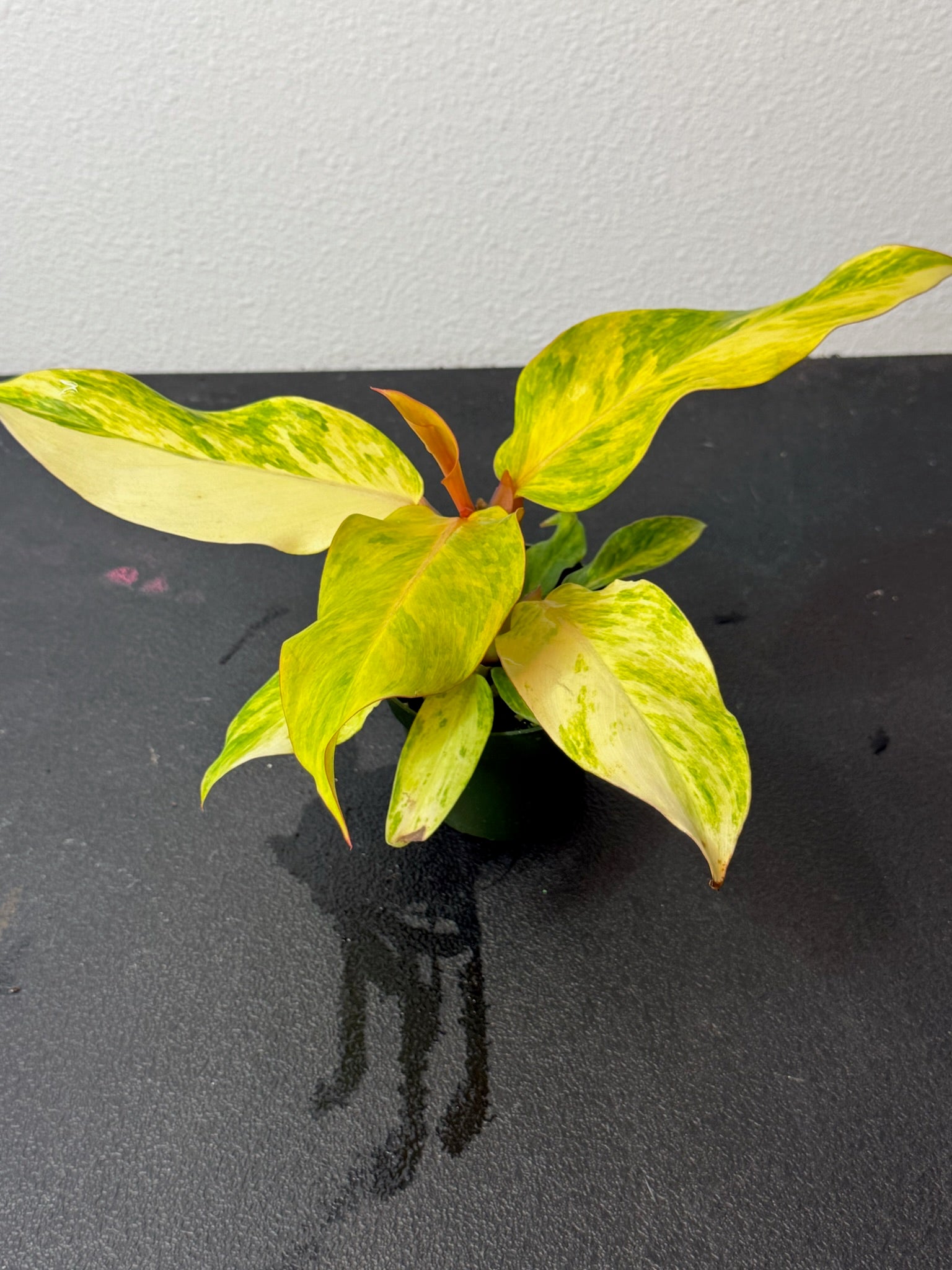 Philodendron Orange Marmalade 4"