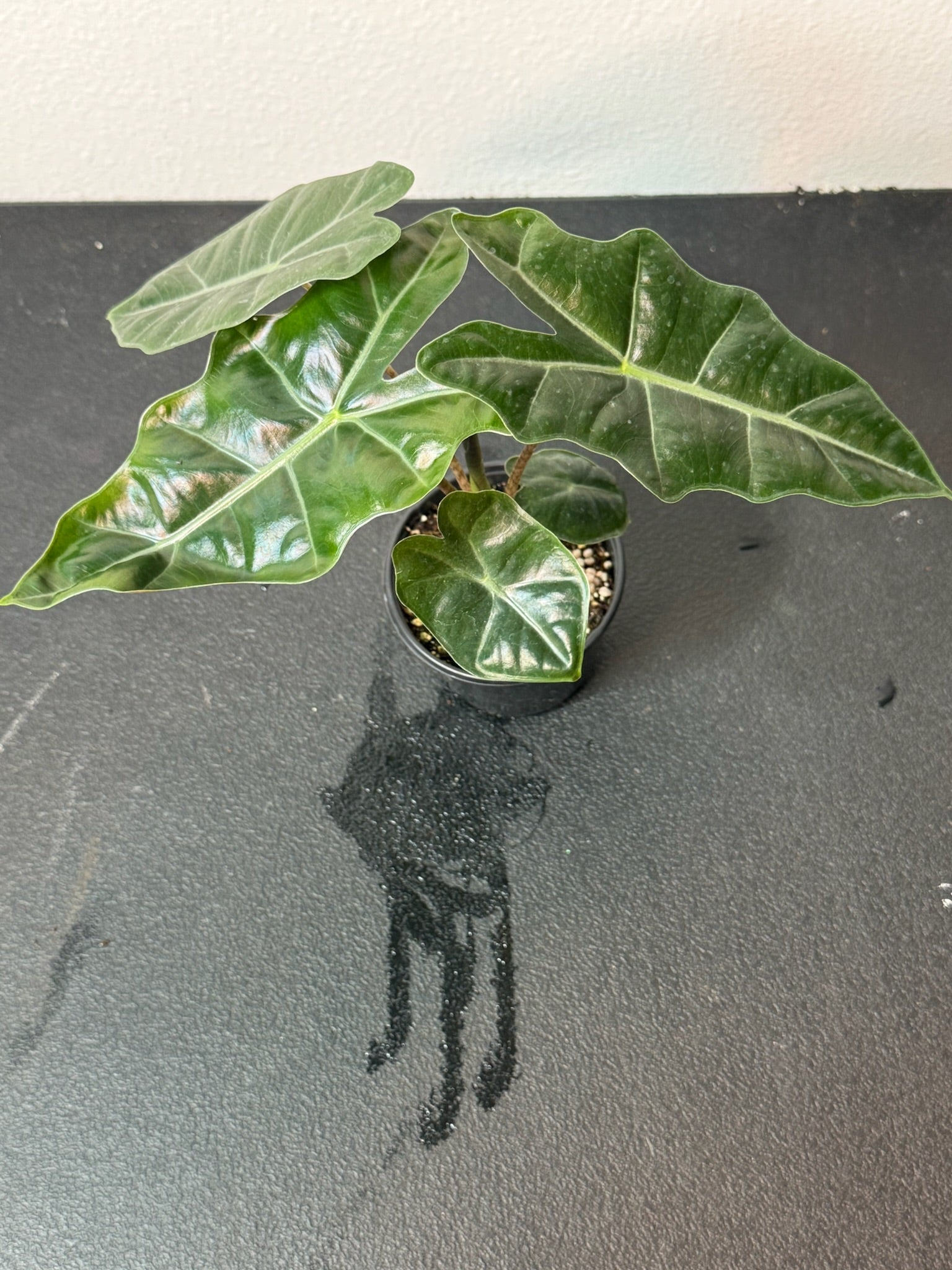 Alocasia Sanderiana 4" Growers Choice