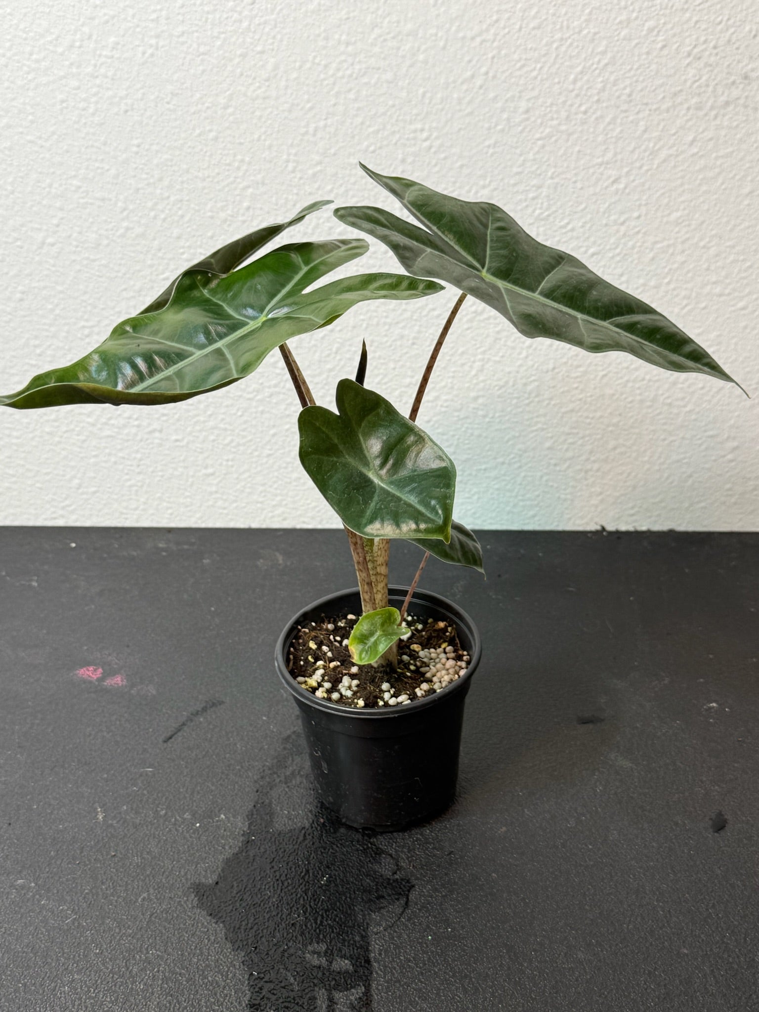 Alocasia Sanderiana 4" Growers Choice