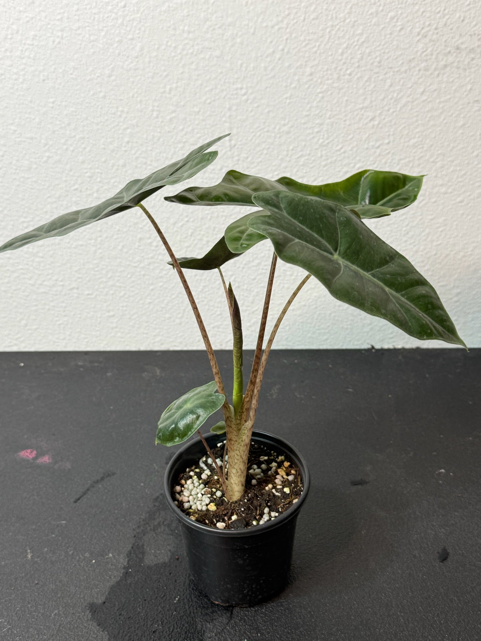 Alocasia Sanderiana 4" Growers Choice