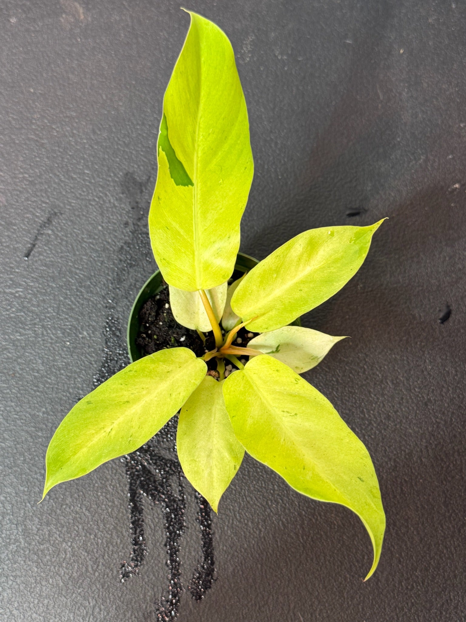 Philodendron Snowdrift 4" Grower's Choice