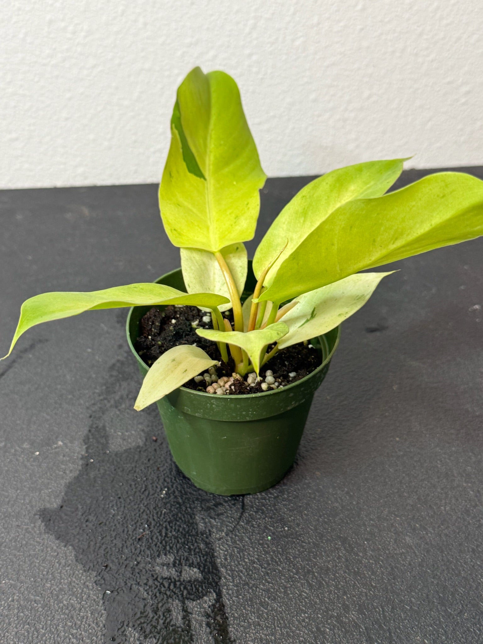Philodendron Snowdrift 4" Grower's Choice