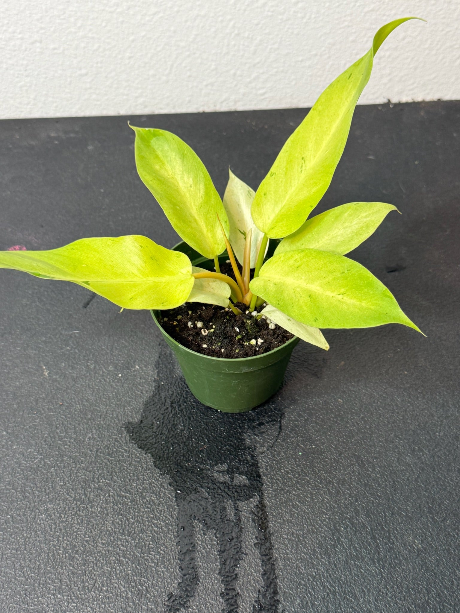 Philodendron Snowdrift 4" Grower's Choice