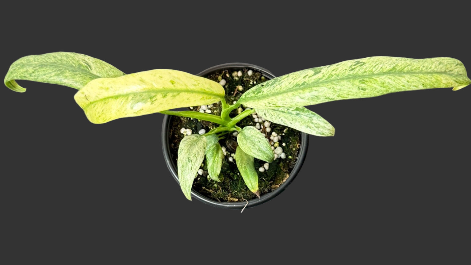 Epipremnum Giganteum Marble 4"