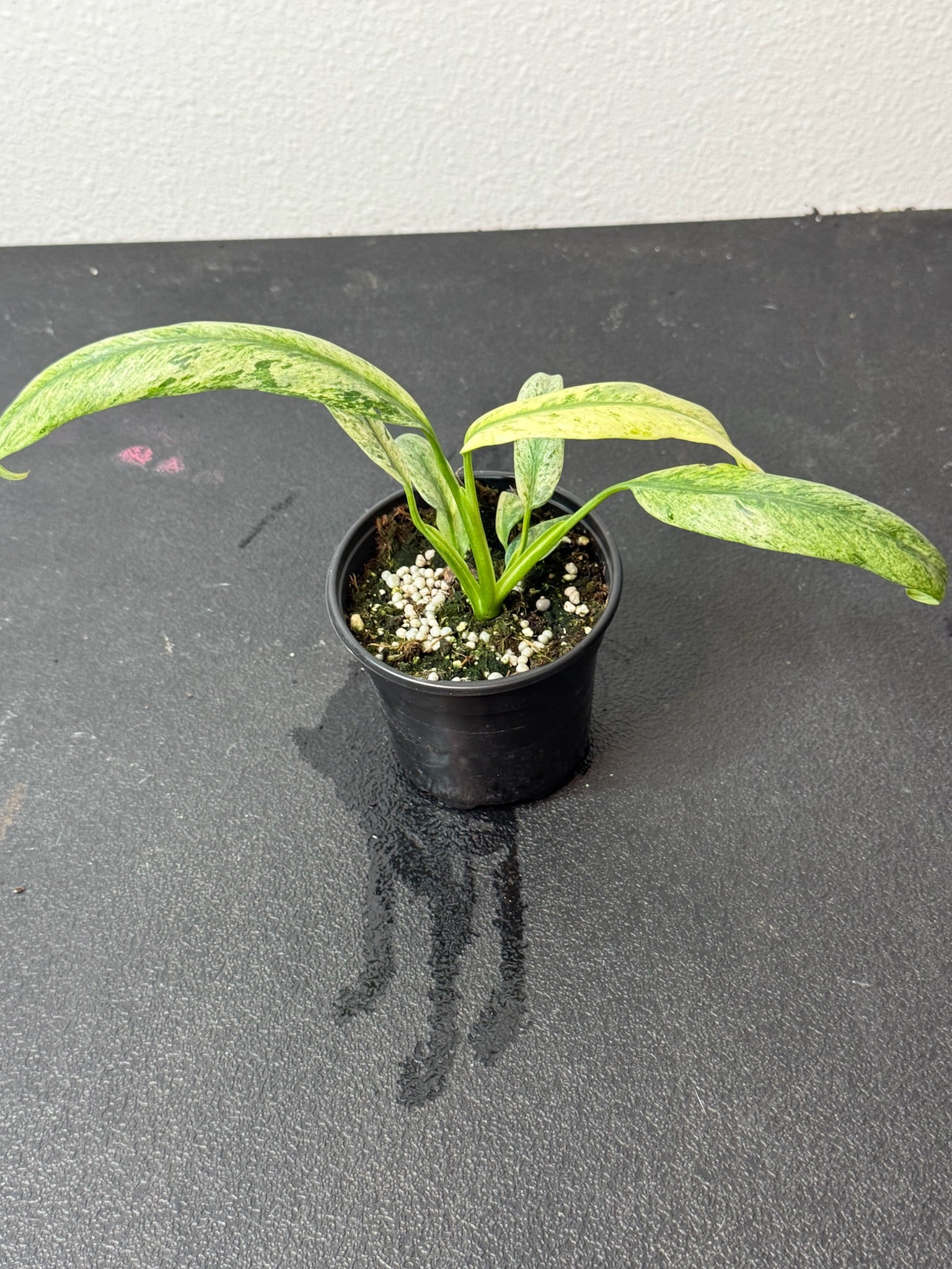 Epipremnum Giganteum Marble 4"