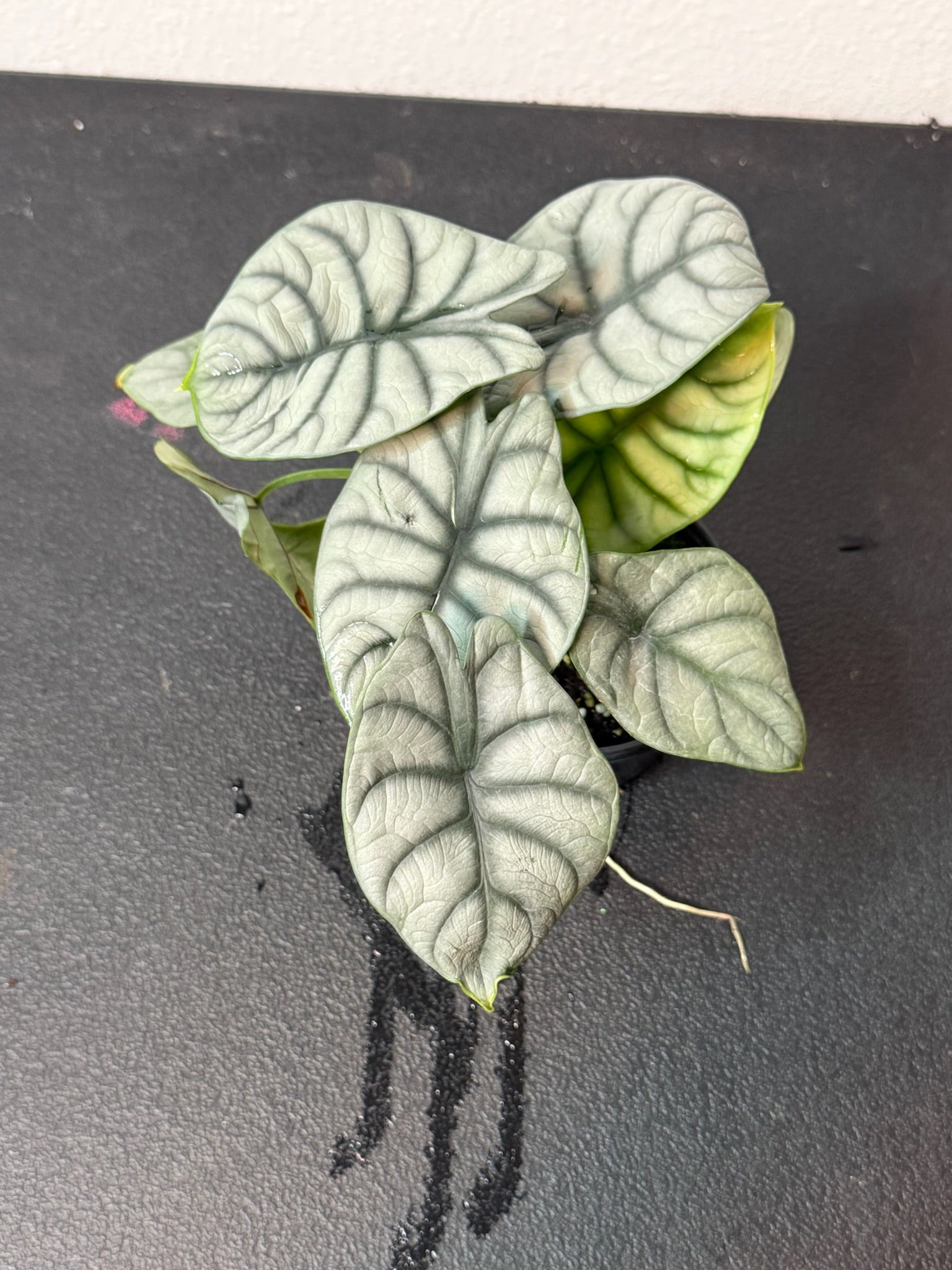 Alocasia Silver Dragon Grower's Choice 4"
