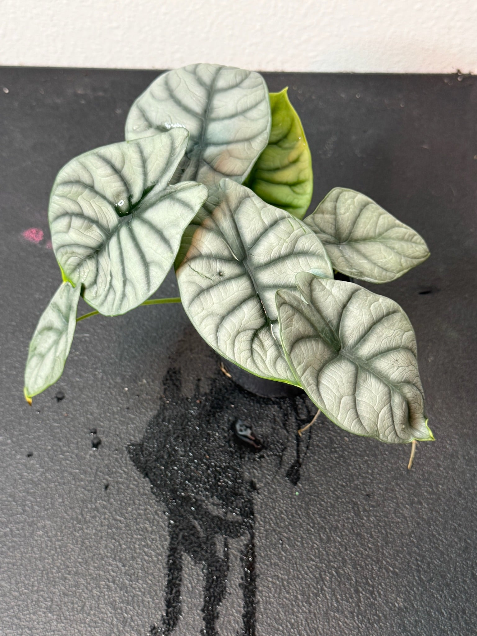 Alocasia Silver Dragon Grower's Choice 4"