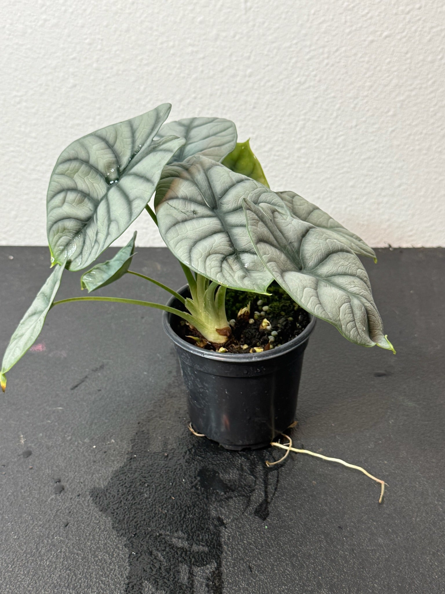 Alocasia Silver Dragon Grower's Choice 4"