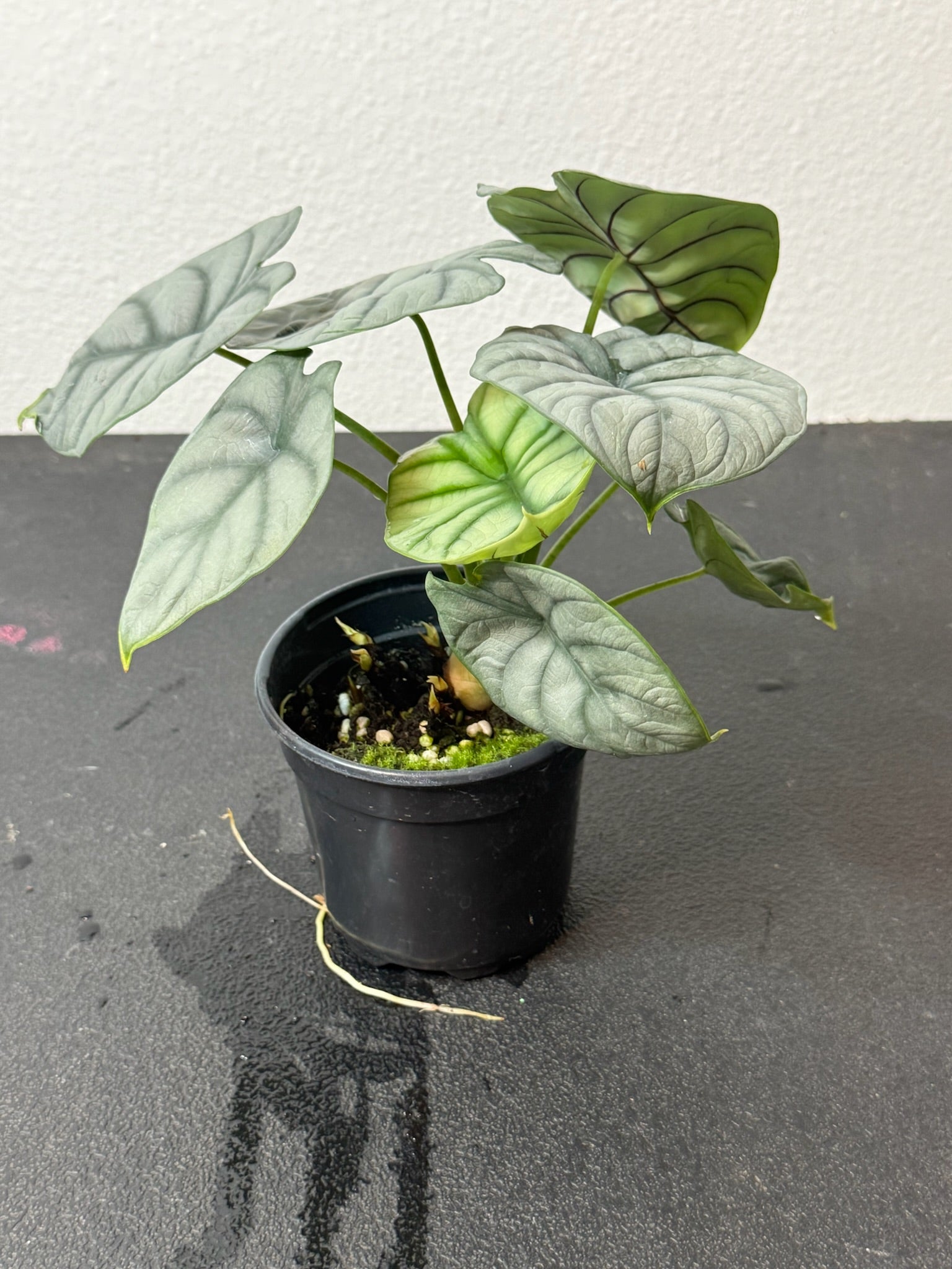 Alocasia Silver Dragon Grower's Choice 4"