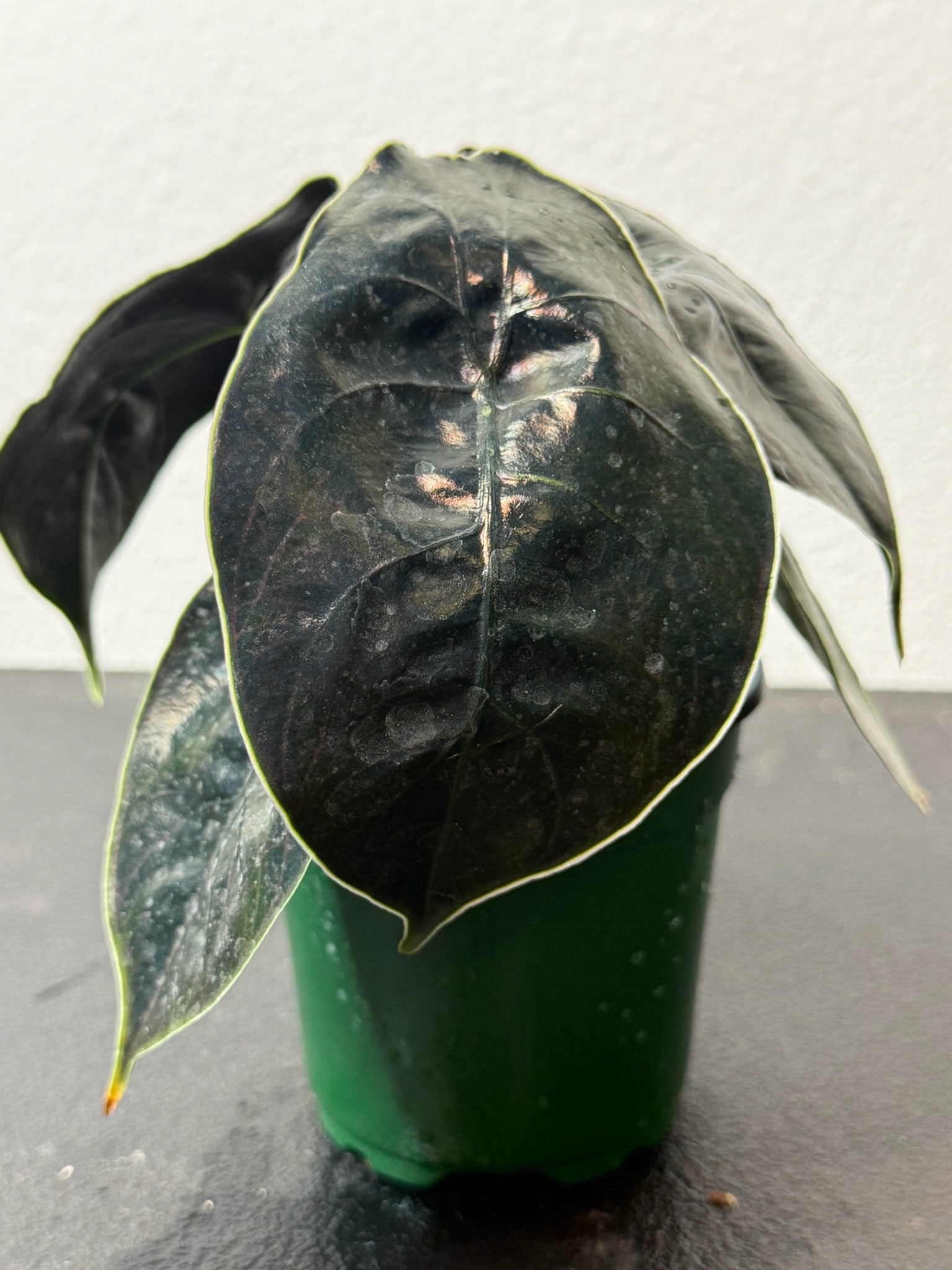 Alocasia Azlanii 4"