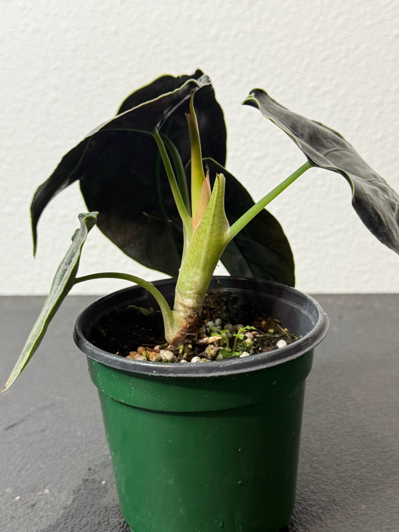 Alocasia Azlanii 4"