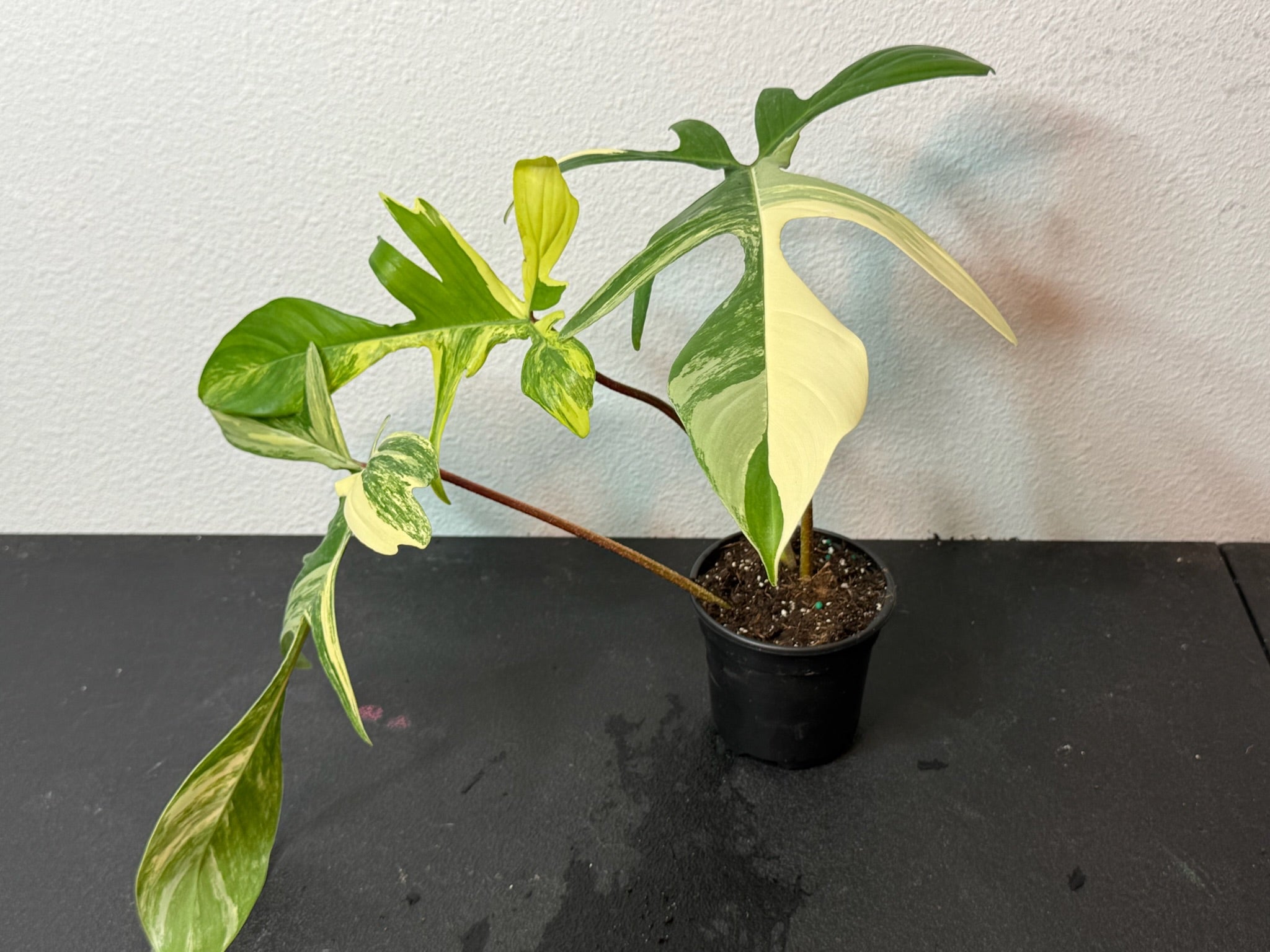 4" Philodendron Florida Beauty Exact Plant - Jacksbs