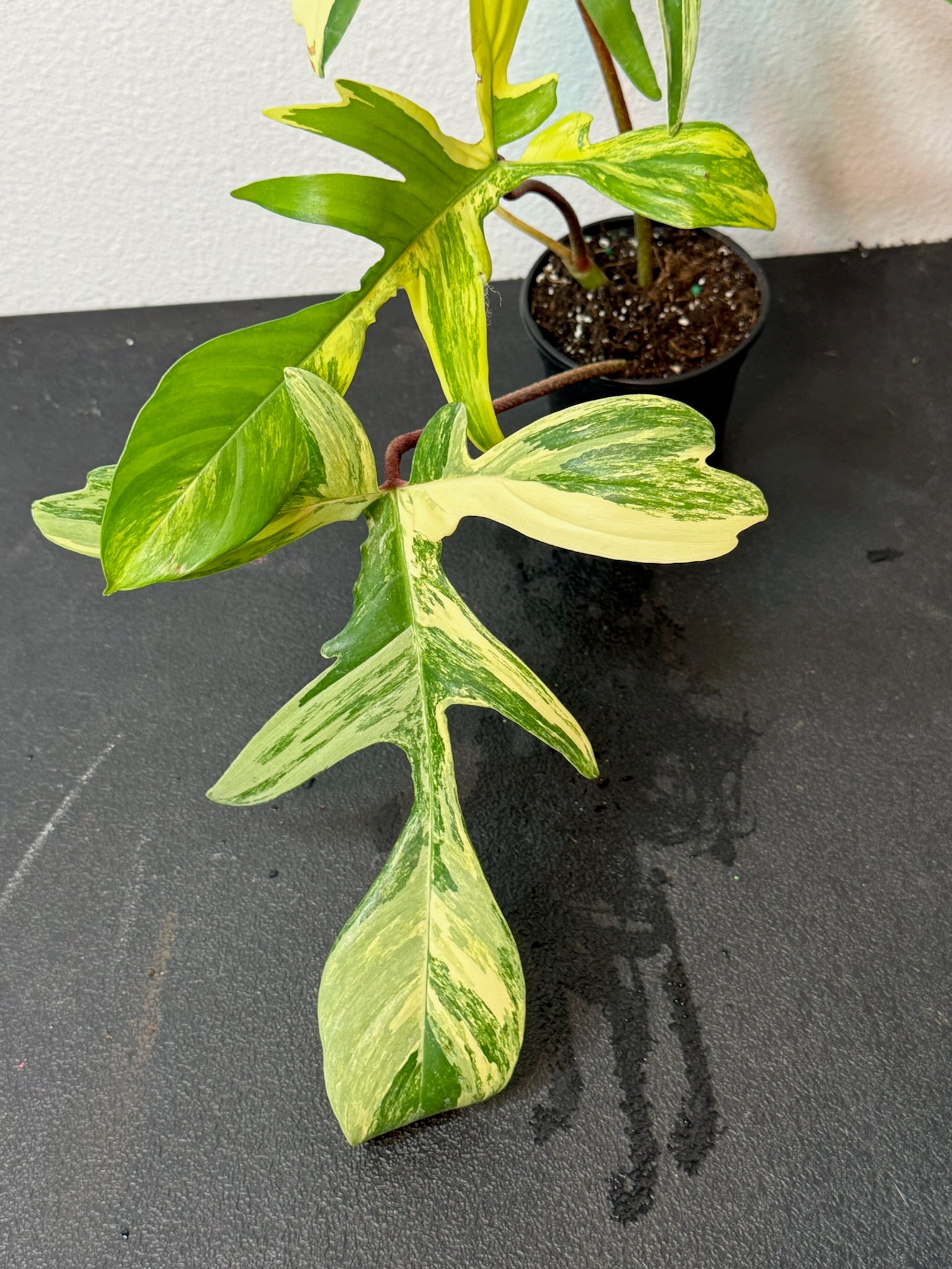4" Philodendron Florida Beauty Exact Plant
