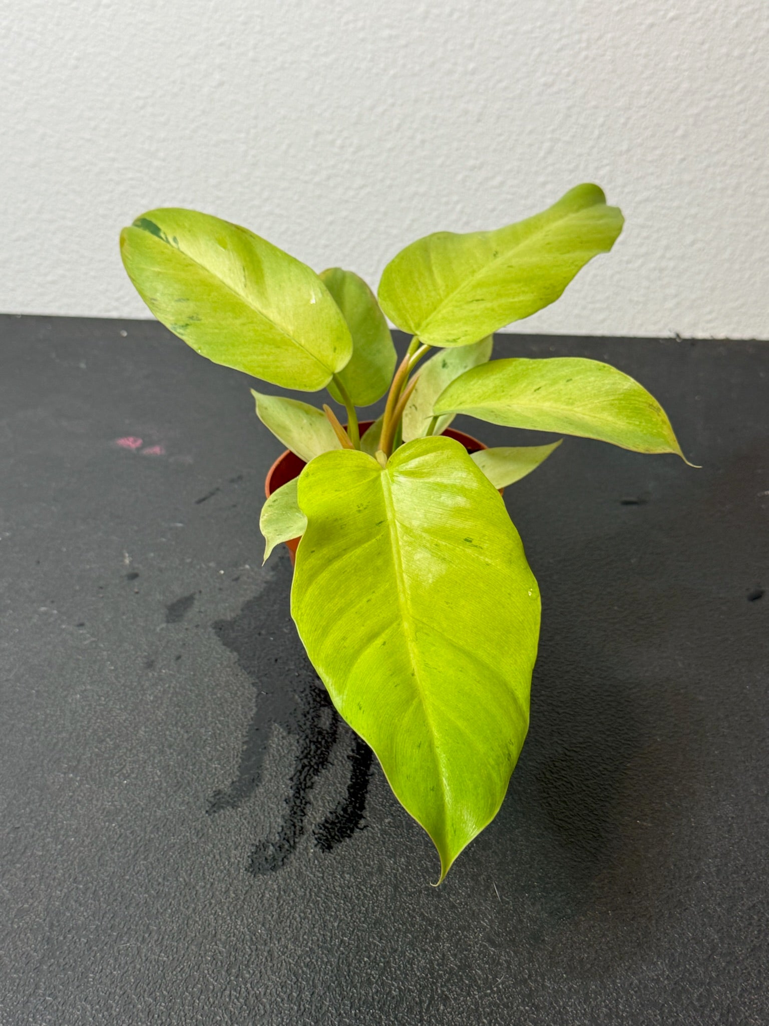 Philodendron Snowdrift 4" Grower's Choice