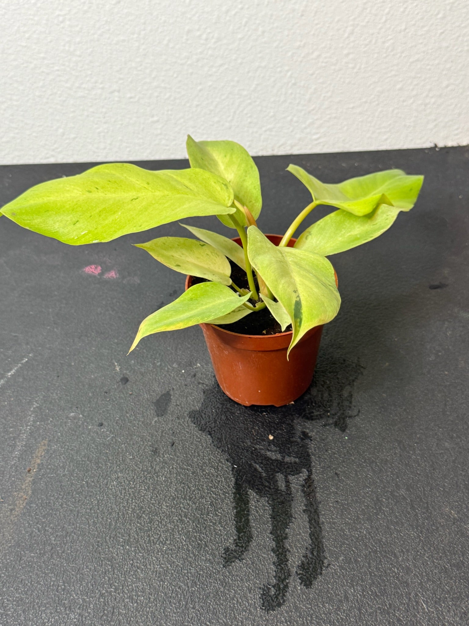 Philodendron Snowdrift 4" Grower's Choice