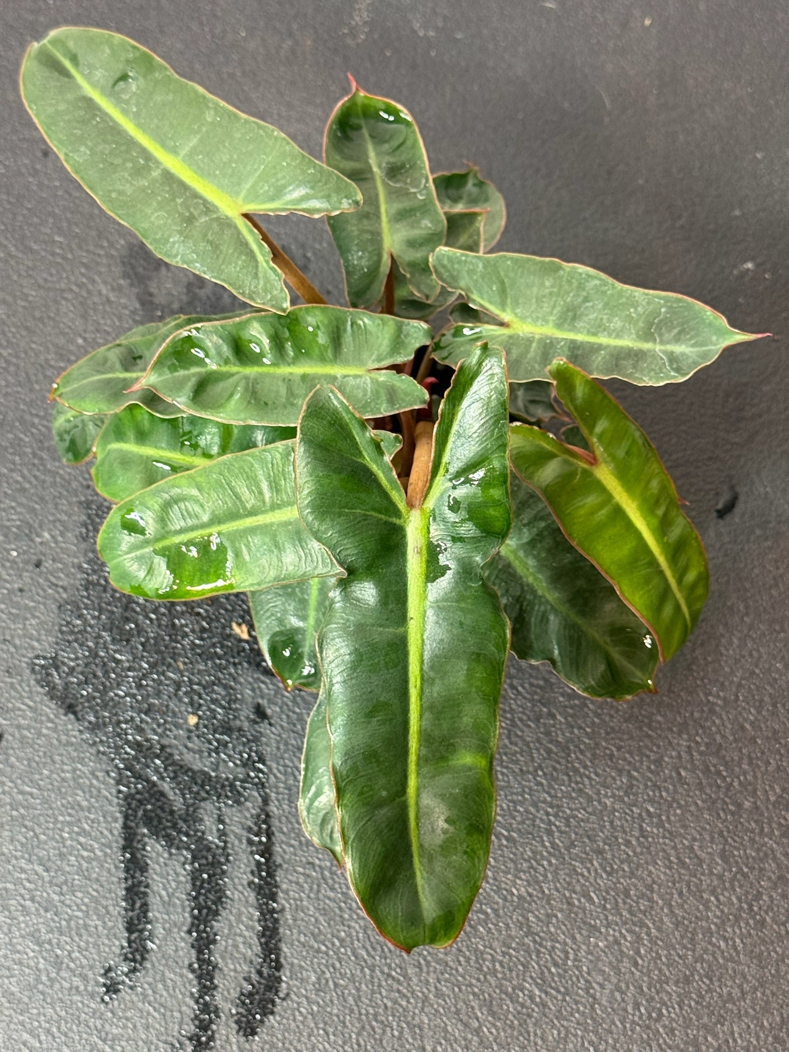 Philodendron Billietiae 4" Growers Choice
