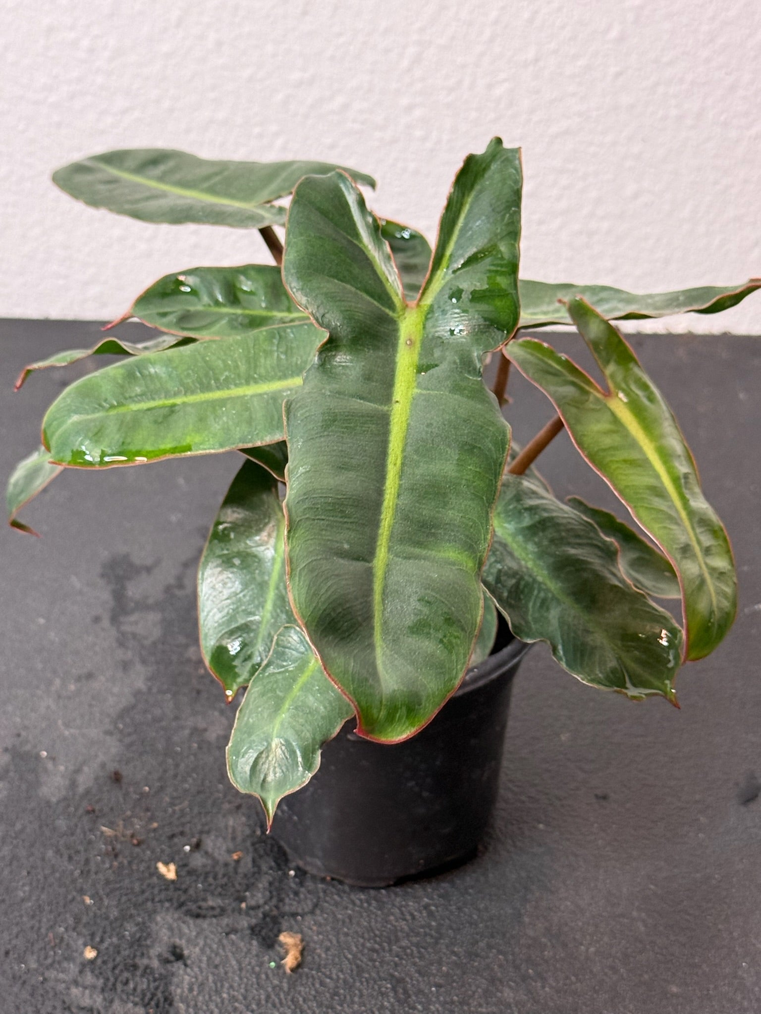 Philodendron Billietiae 4" Growers Choice