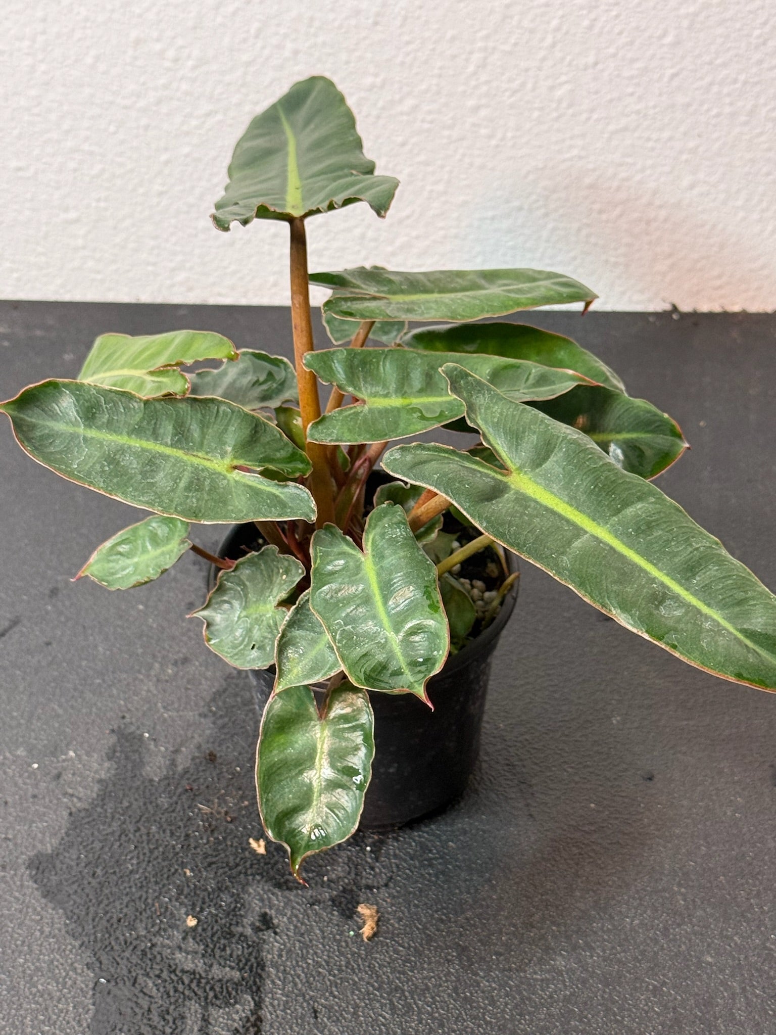 Philodendron Billietiae 4" Growers Choice