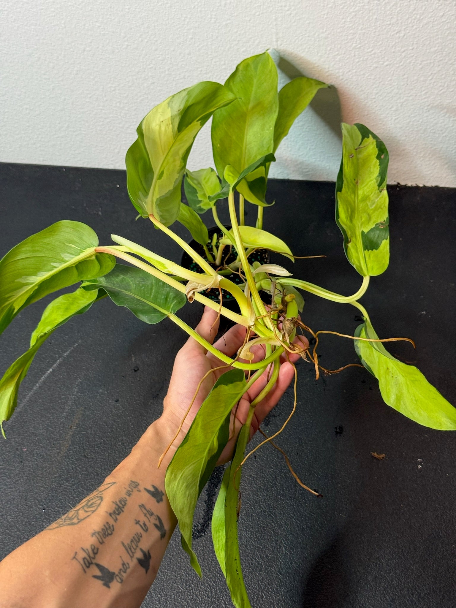 Philodendron Thai Sunrise 4"