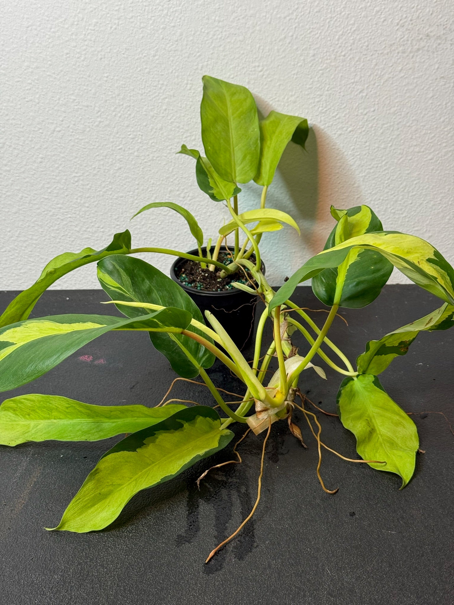 Philodendron Thai Sunrise 4"