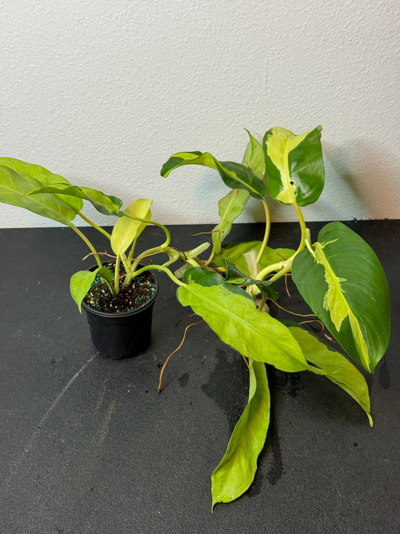 Philodendron Thai Sunrise 4"
