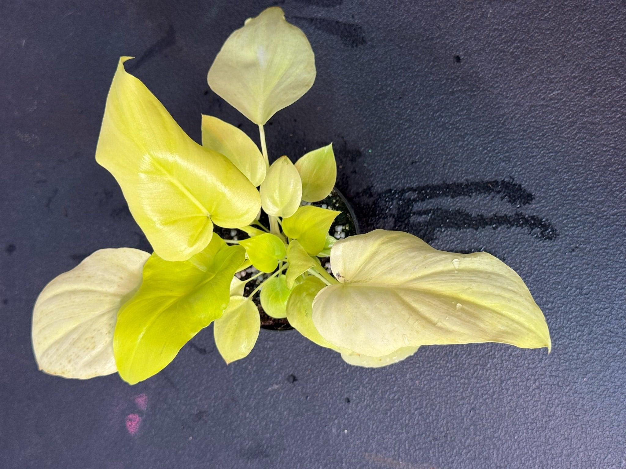 Philodendron Warschewiczii Aurea 4" Grower's Choice
